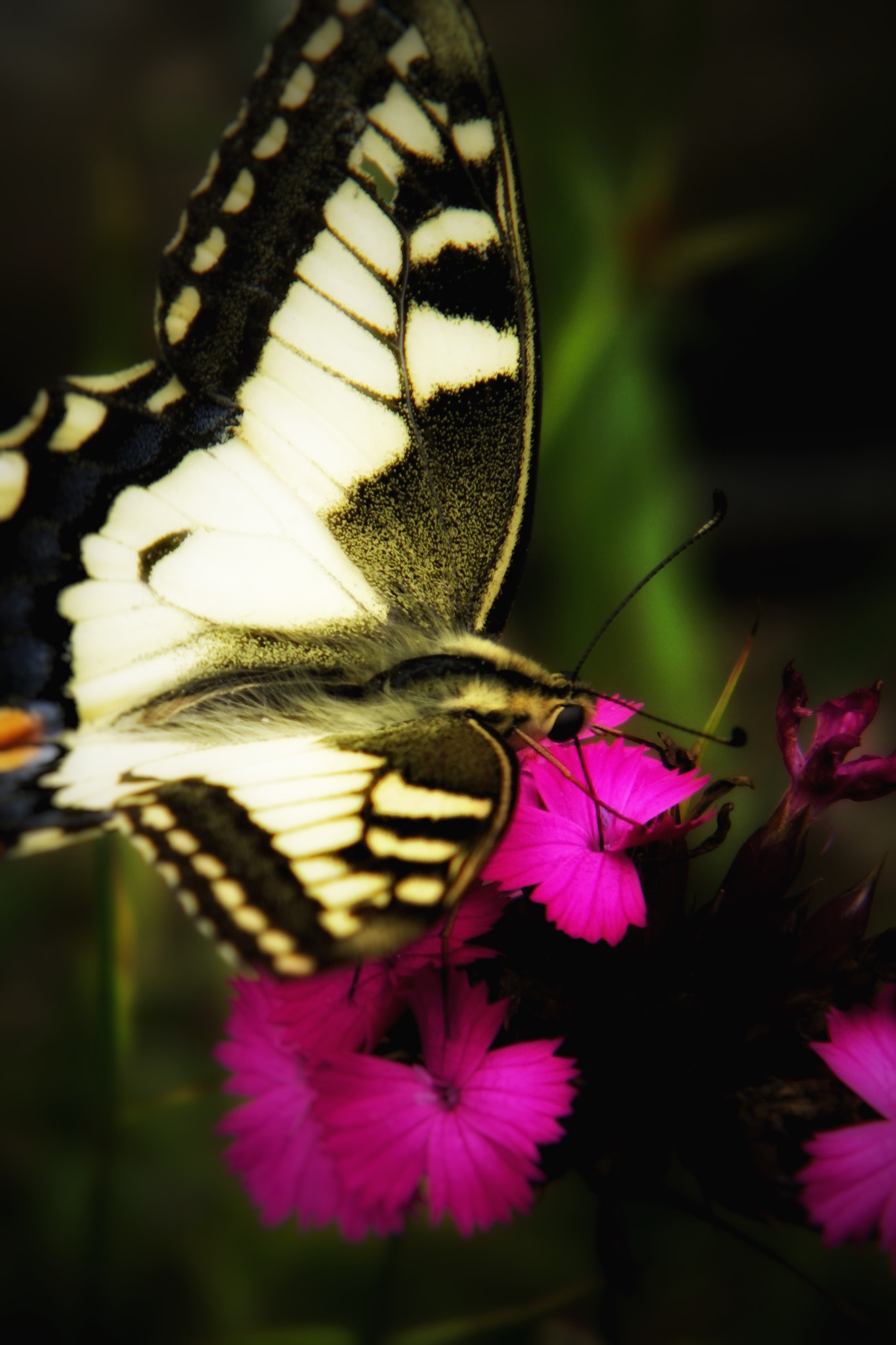 Kodak EASYSHARE Z1015 IS DIGITAL CAMERA sample photo. Madame photography