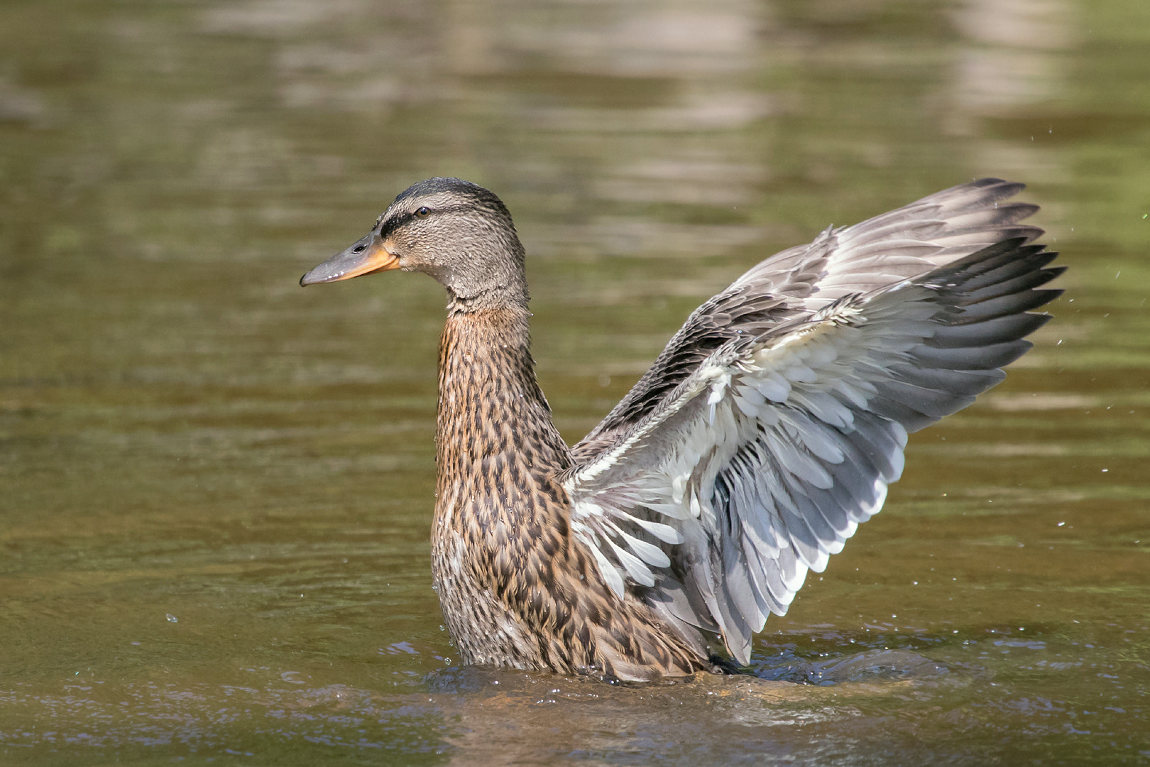 Canon EF 100-400mm F4.5-5.6L IS USM sample photo. Mallard photography