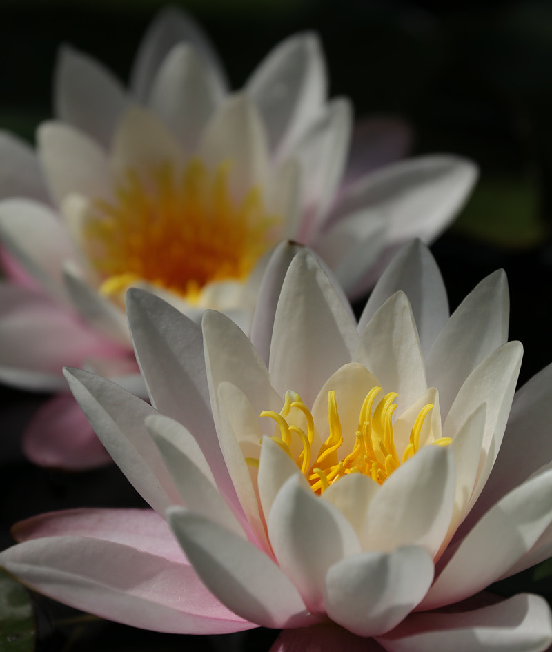 Canon EF 70-300mm F4-5.6L IS USM sample photo. Generosity photography