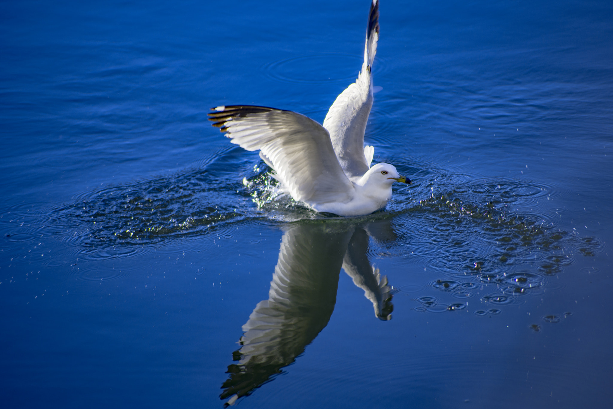 Sigma 70-300mm F4-5.6 APO DG Macro sample photo. Seagull smash, i mean splash! photography