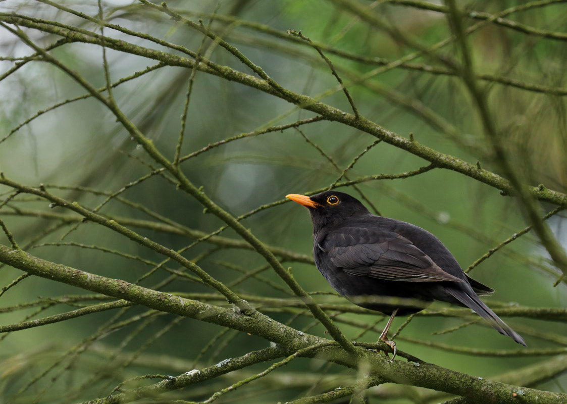 Canon EF 70-300mm F4-5.6L IS USM sample photo. The loner photography