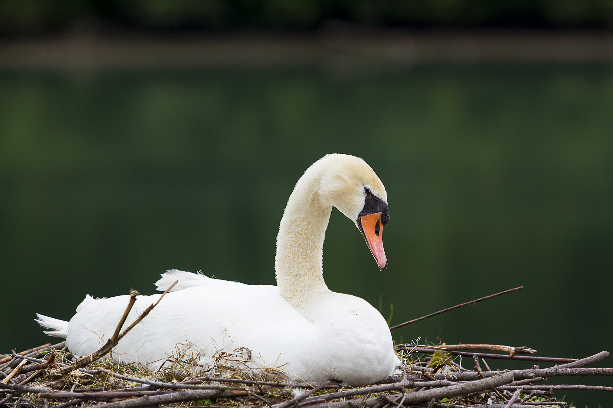 Canon EOS 650D (EOS Rebel T4i / EOS Kiss X6i) + Canon EF 70-200mm F2.8L USM sample photo. Swan in the nest photography