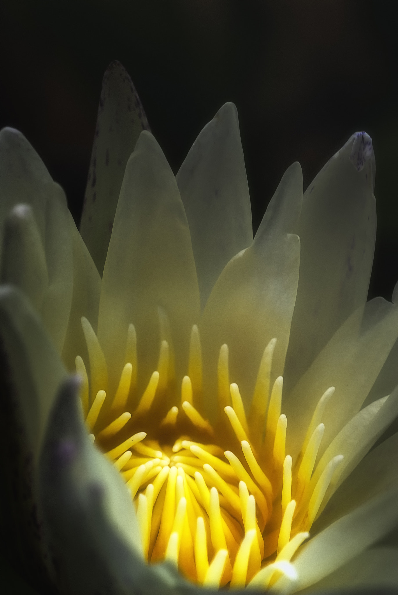 Nikon D200 + AF Micro-Nikkor 60mm f/2.8 sample photo. Queen of the flowers photography