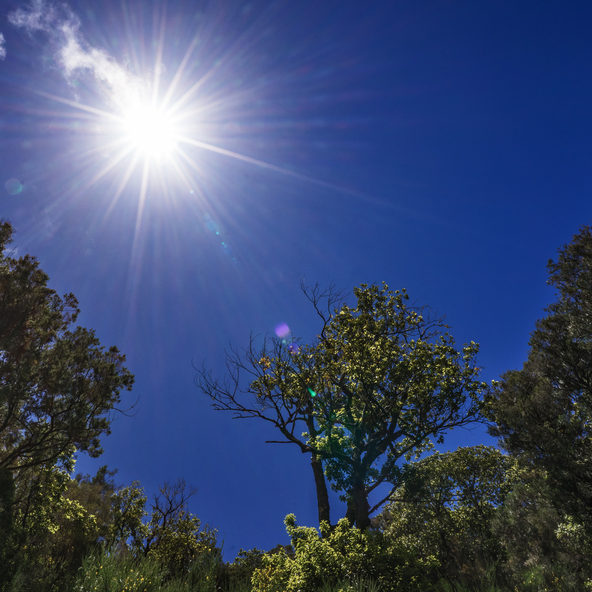 Sony a7R + ZEISS Batis 18mm F2.8 sample photo. Rabacal 25 quellen sunstars photography