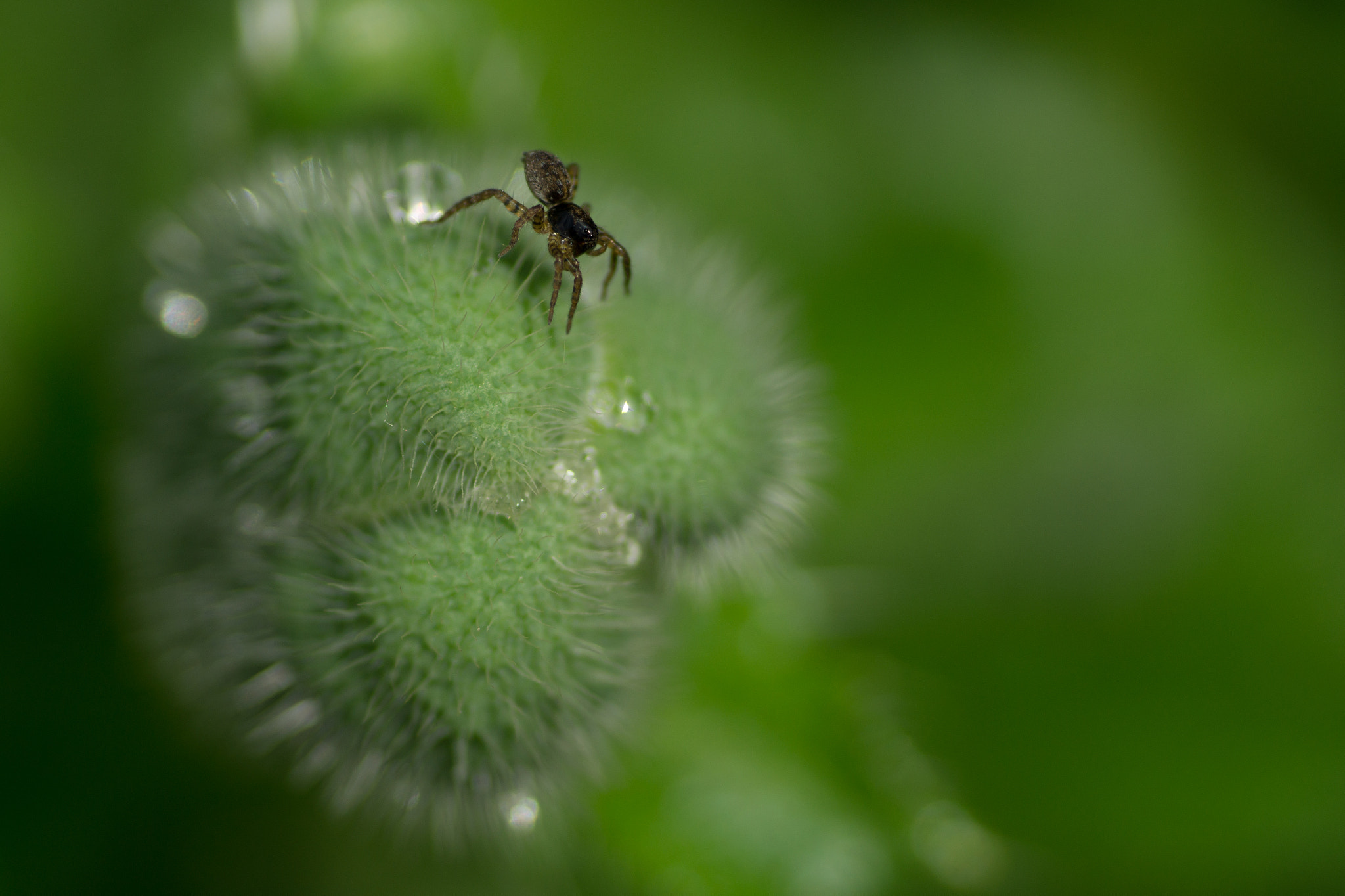 Sony SLT-A58 + Minolta AF 100mm F2.8 Macro [New] sample photo. Spider on a poppy bud photography