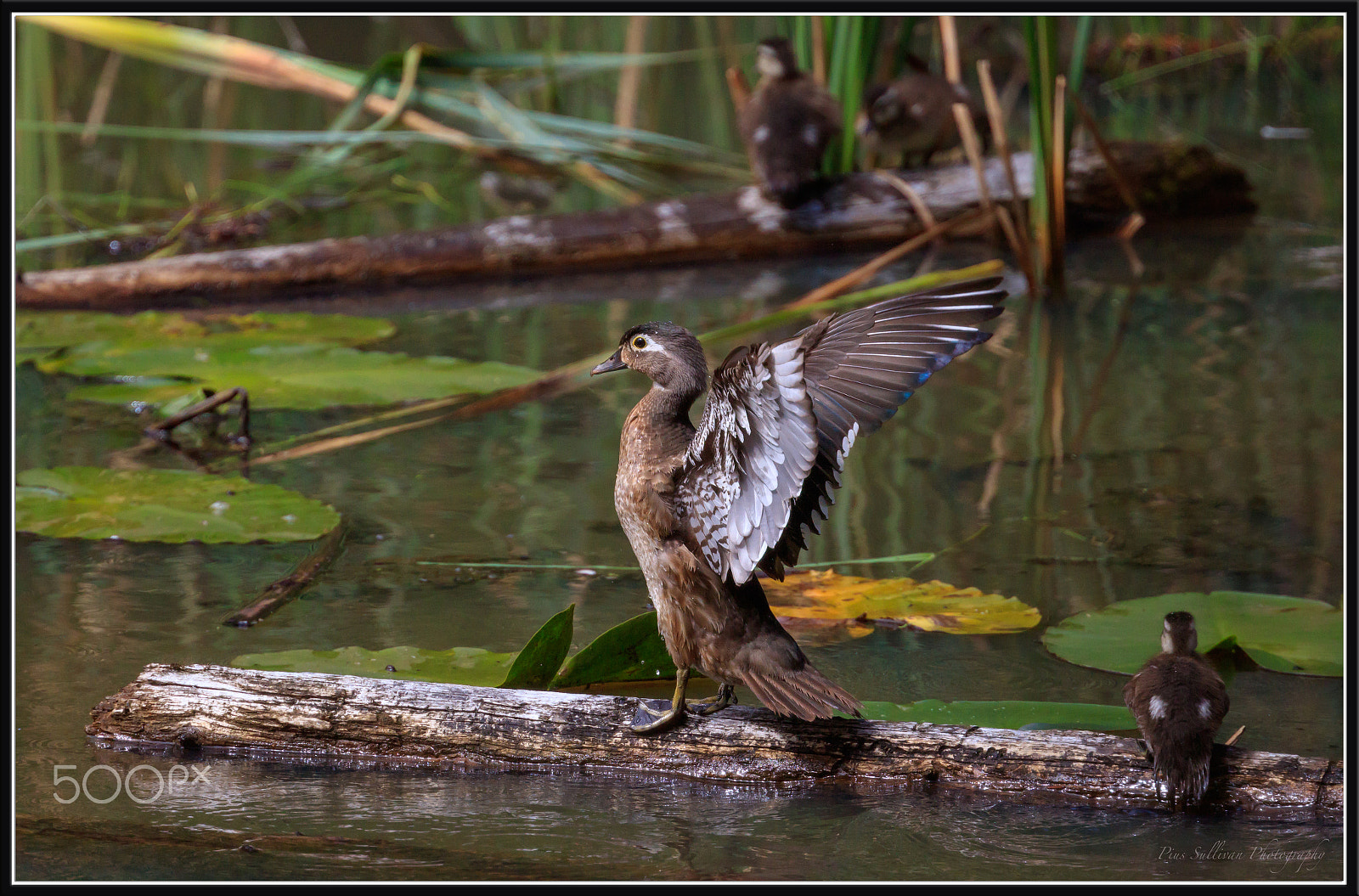 Canon EF 400mm F4 DO IS II USM sample photo. Female wood duck photography