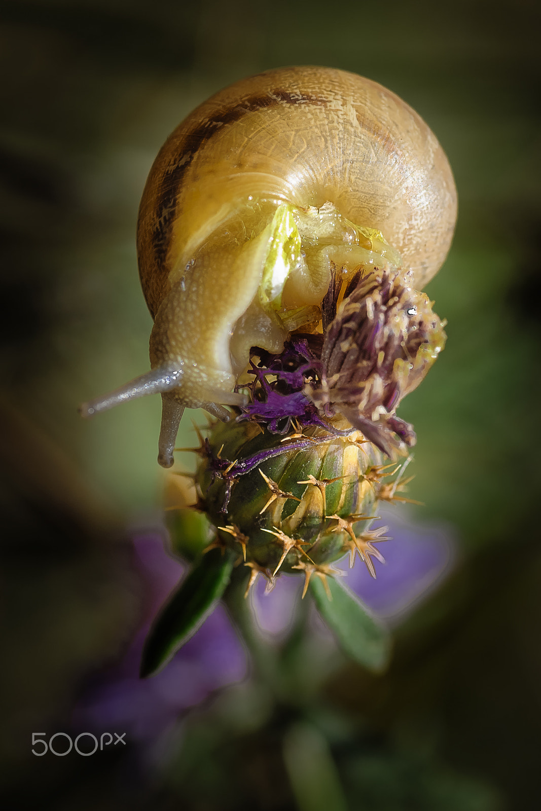 Nikon D300S sample photo. Cargol treu banya photography