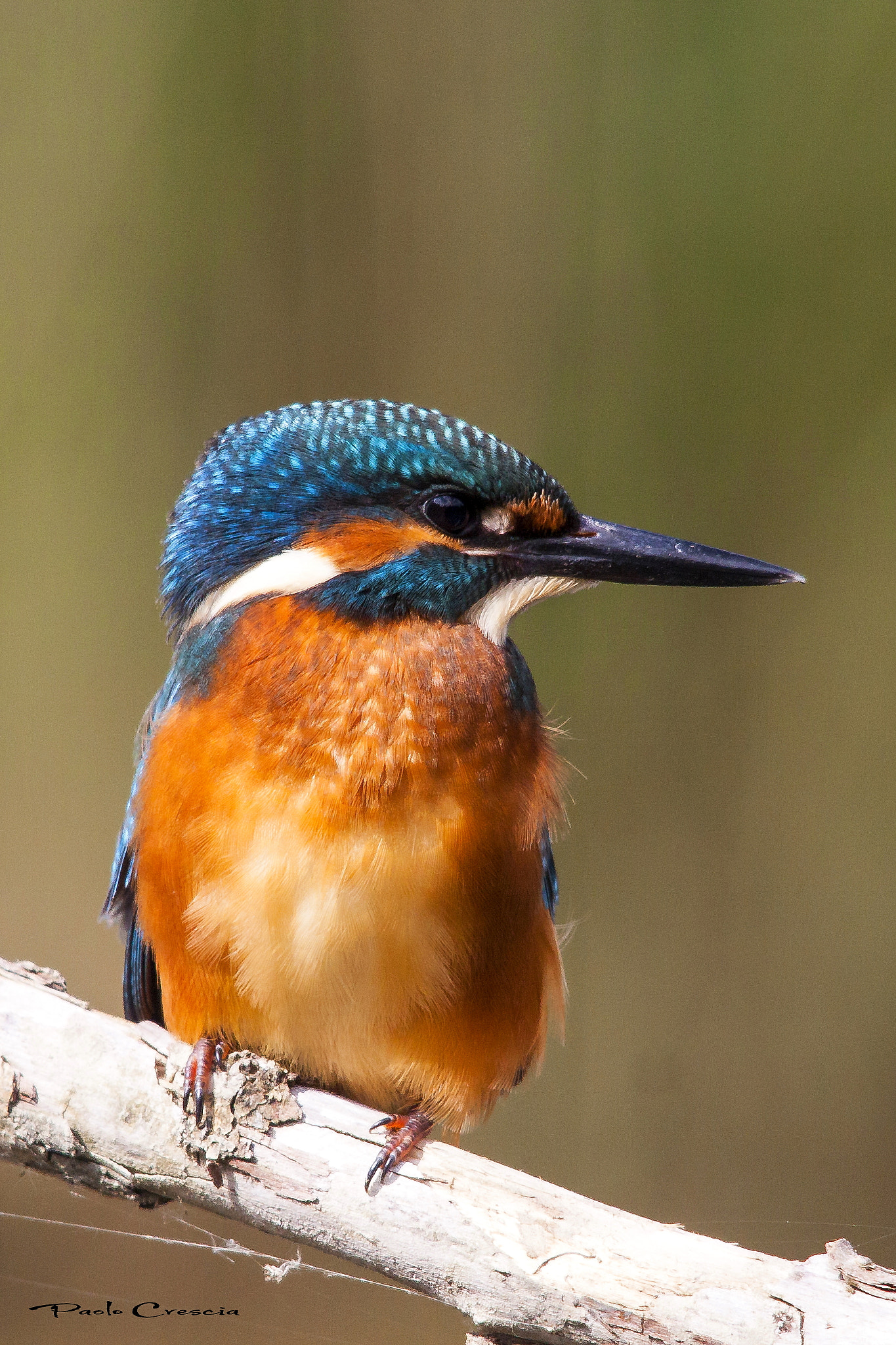 Sigma 150-500mm F5-6.3 DG OS HSM sample photo. Martin pescatore ( alcedo attis ) photography