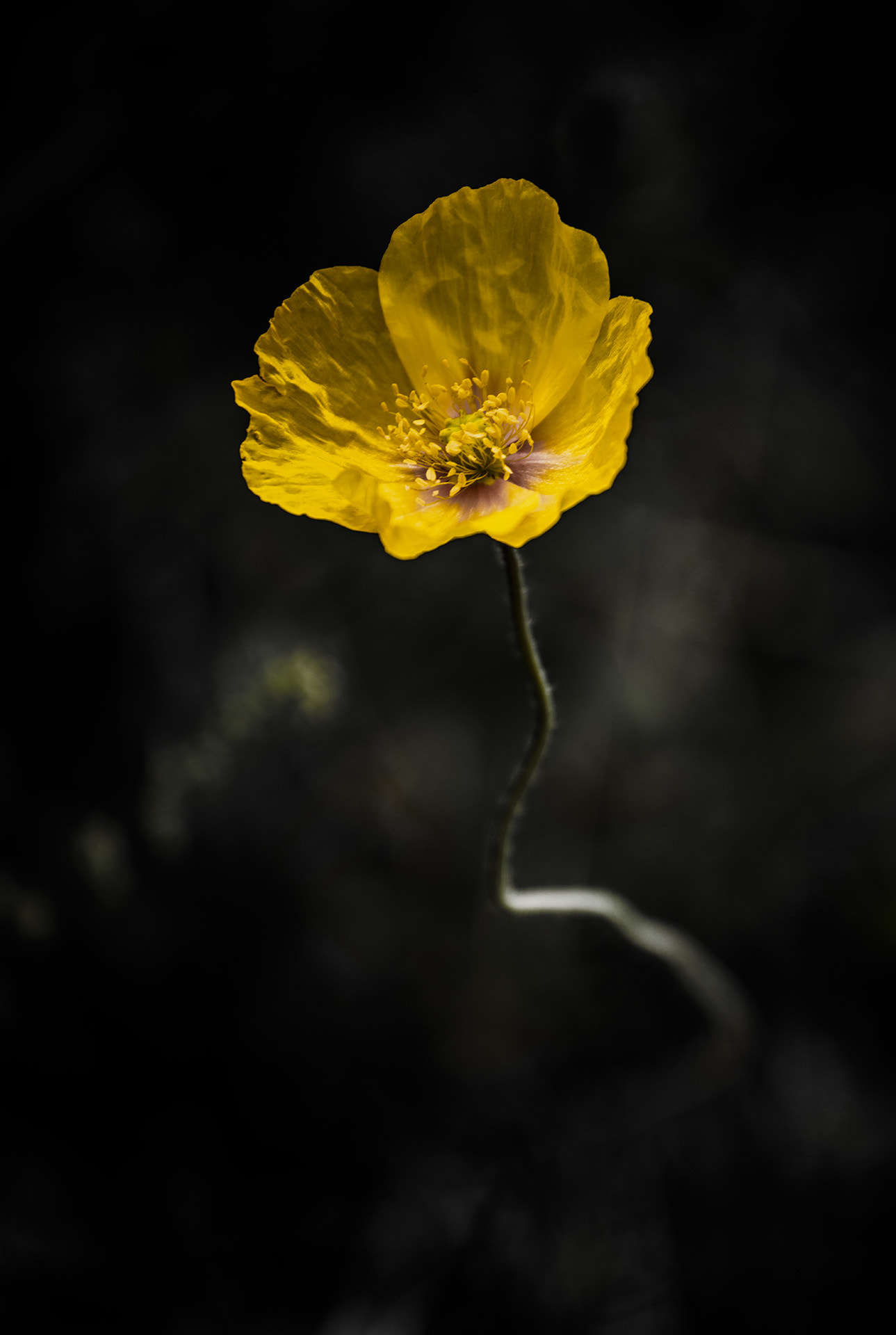 Canon EF 70-300mm F4-5.6L IS USM sample photo. 花 photography