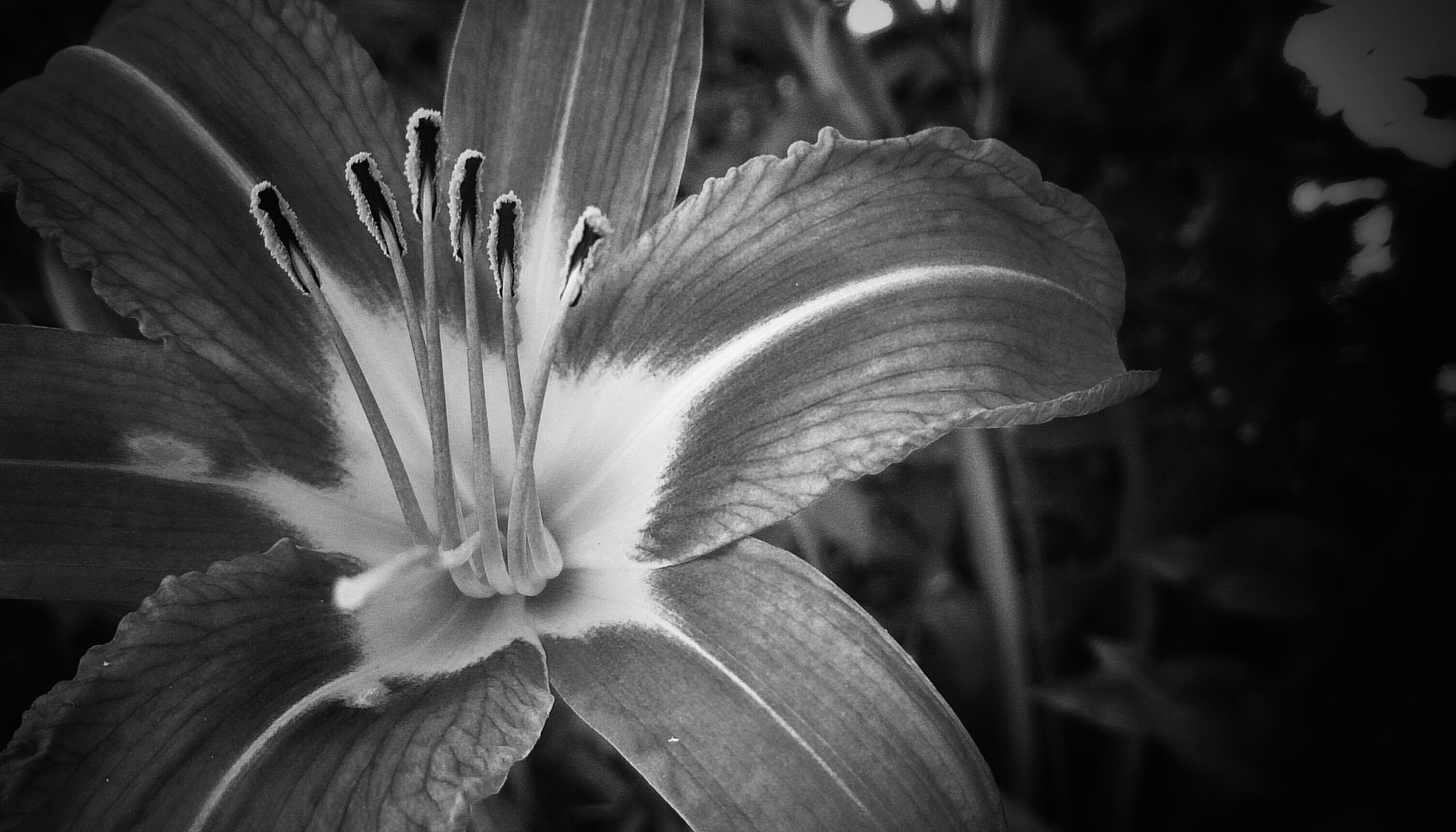 Sony Xperia ZR sample photo. Dark flower photography
