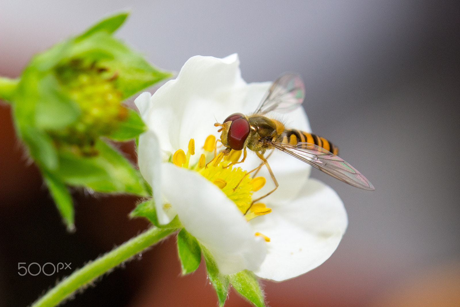 Sigma 105mm F2.8 EX DG OS HSM sample photo. Marmalade fly photography