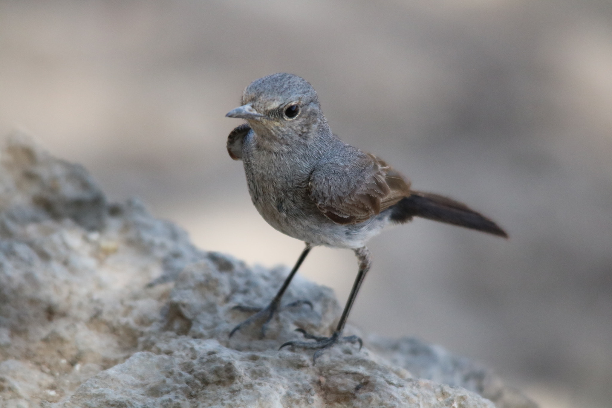 Sigma 150-500mm F5-6.3 DG OS HSM sample photo. طائر ابوحناء اسود الذيل ..طائر جميل يعيش في محافظة ظفار..سلطنة عمان photography