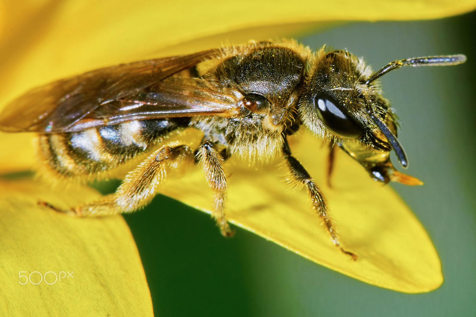 Sony ILCA-77M2 + 150mm F2.8 sample photo. Bee on a yellow flower photography