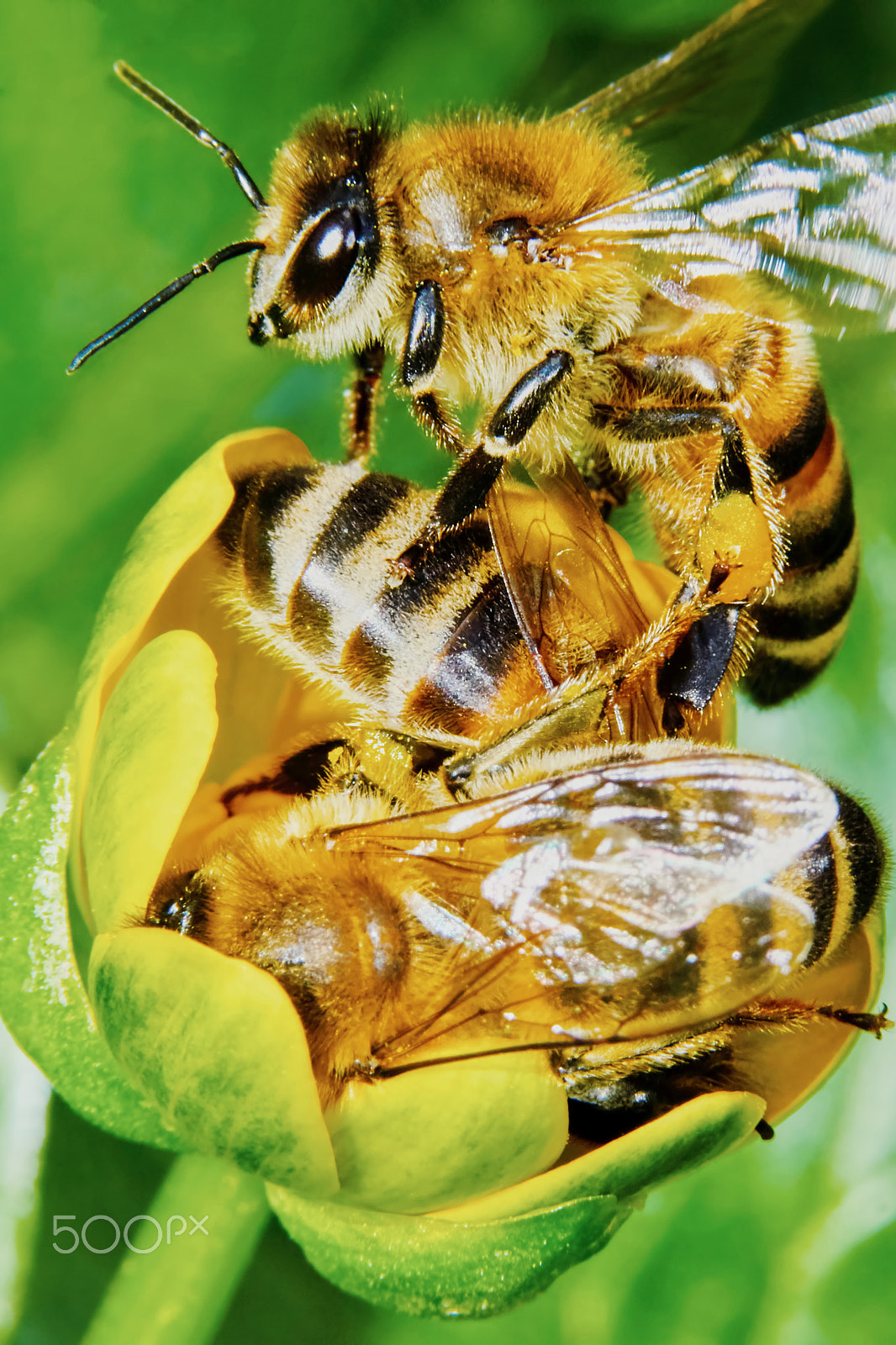 90mm F2.8 Macro G OSS sample photo. Three bees on a flower photography