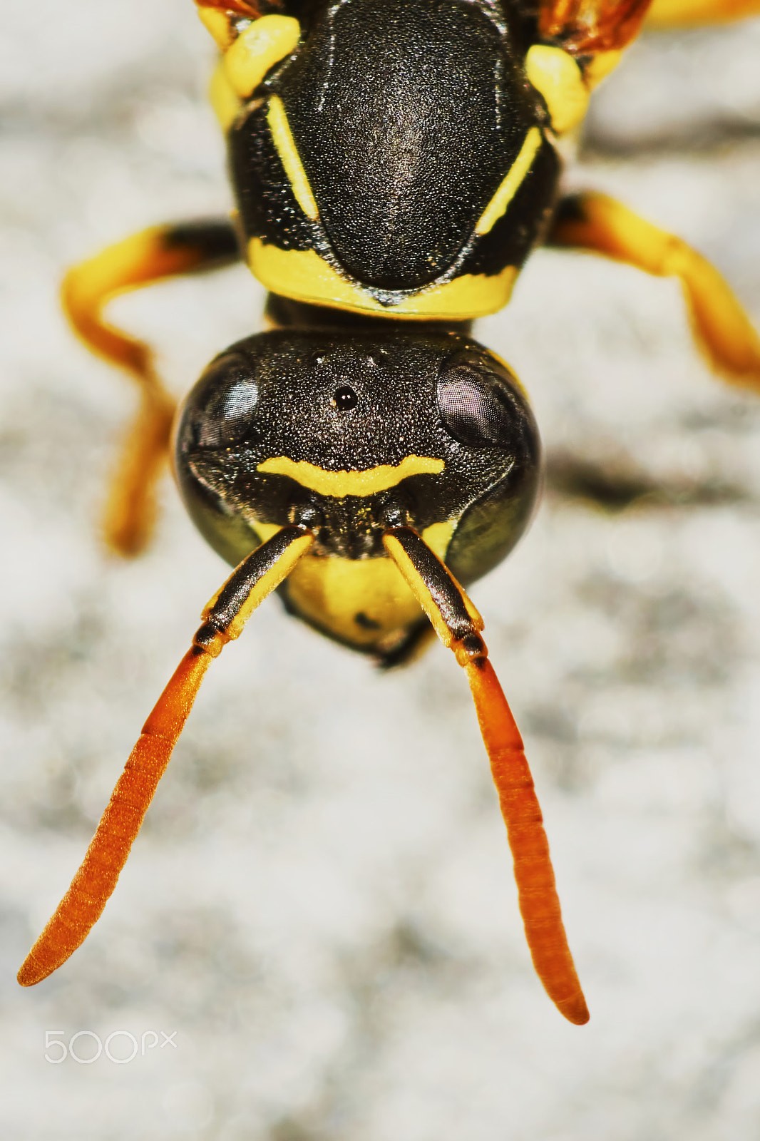 Sony ILCA-77M2 + 150mm F2.8 sample photo. Wasps head closeup photography