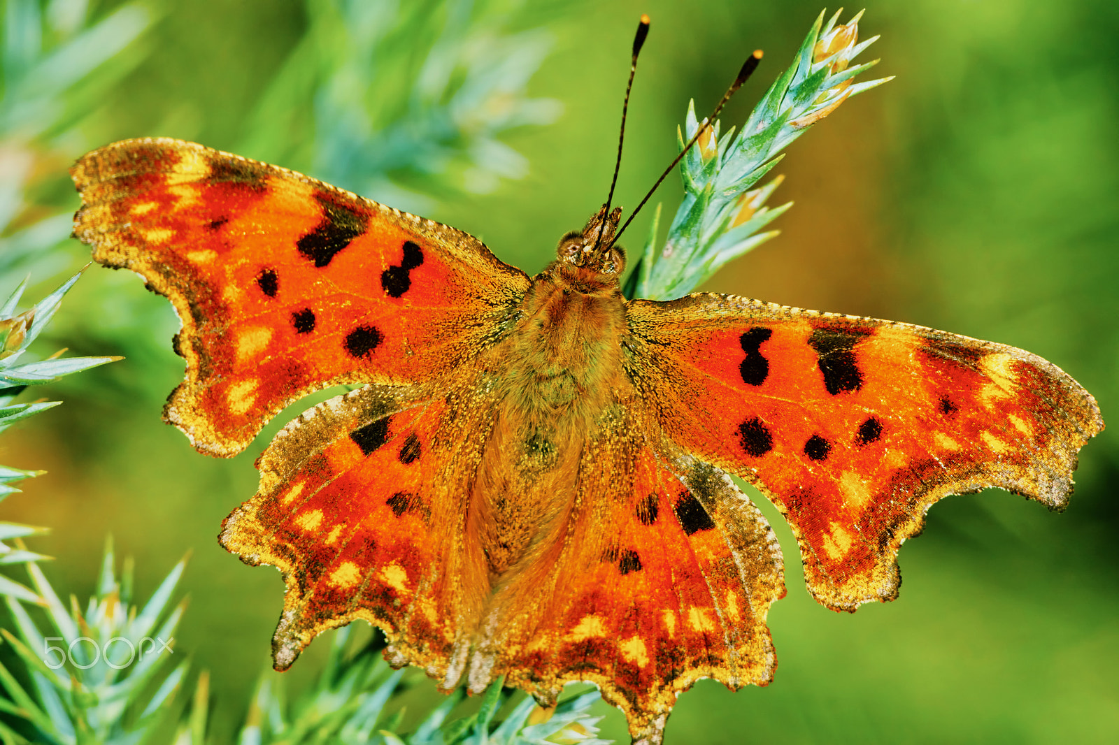 Sony ILCA-77M2 + 150mm F2.8 sample photo. Comma butterfly (polygonia c-album) basking in the sun photography