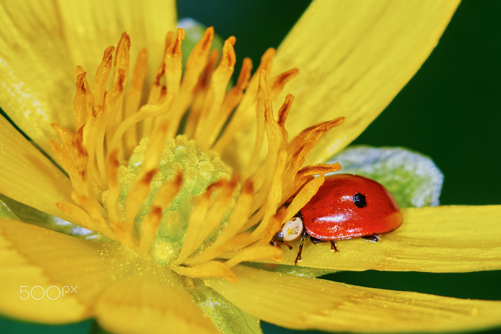 Sony ILCA-77M2 + 150mm F2.8 sample photo. Ladybug on a marsh marigold photography