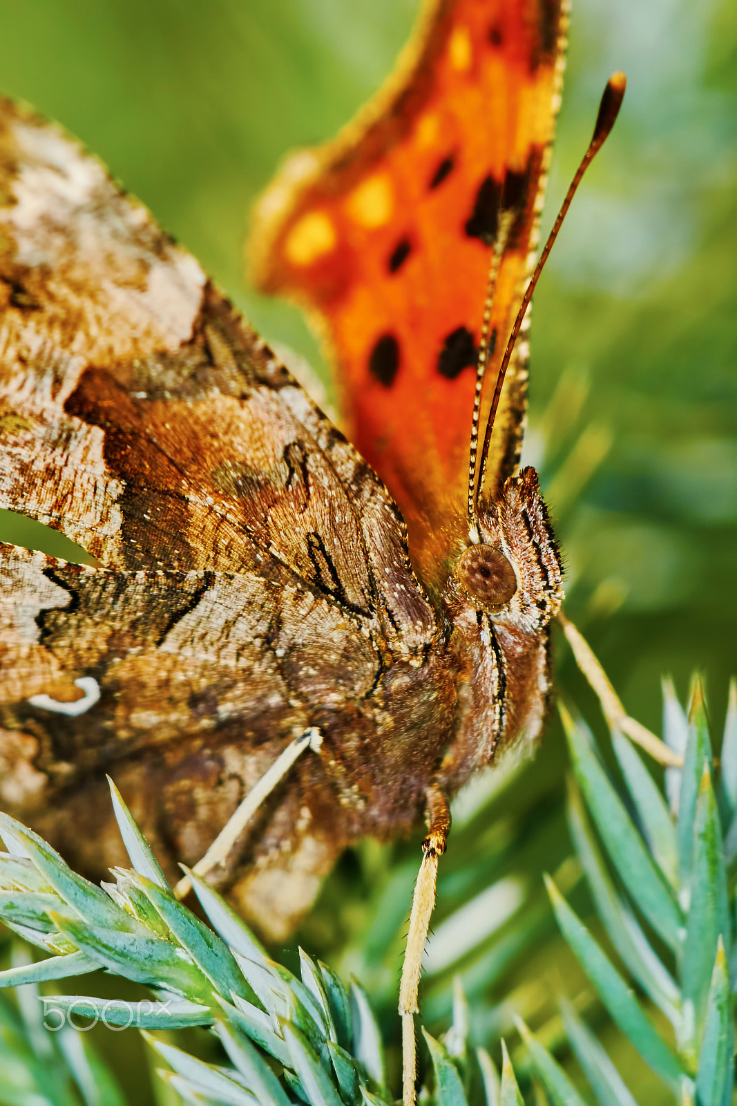 Sony ILCA-77M2 + 150mm F2.8 sample photo. Comma butterfly (polygonia c-album) basking in the sun photography