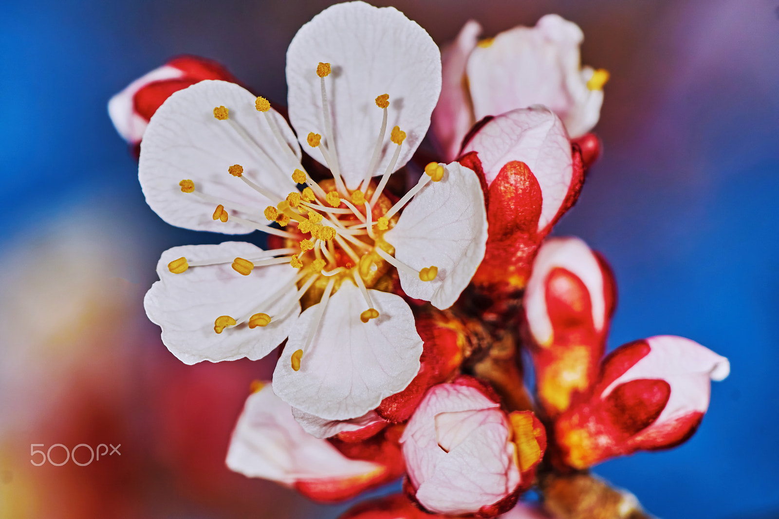 Sony ILCA-77M2 + 150mm F2.8 sample photo. Blossoms of apricots photography