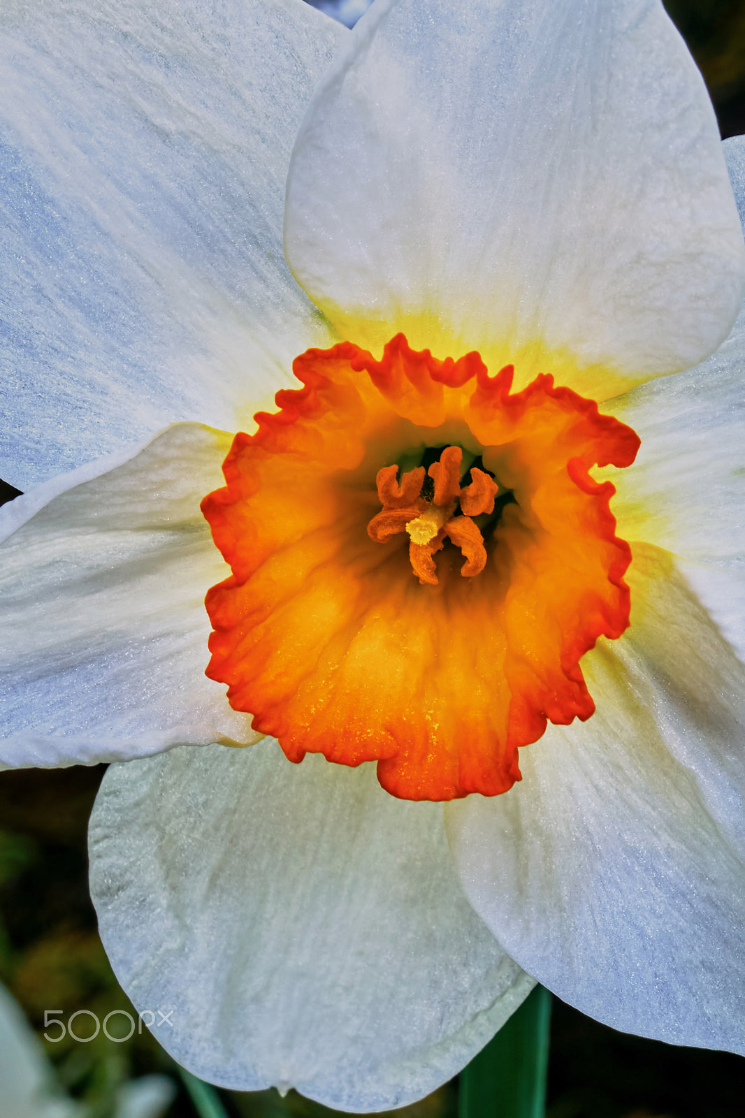 Sony ILCA-77M2 + 35mm F1.4 sample photo. Narcis flower photography
