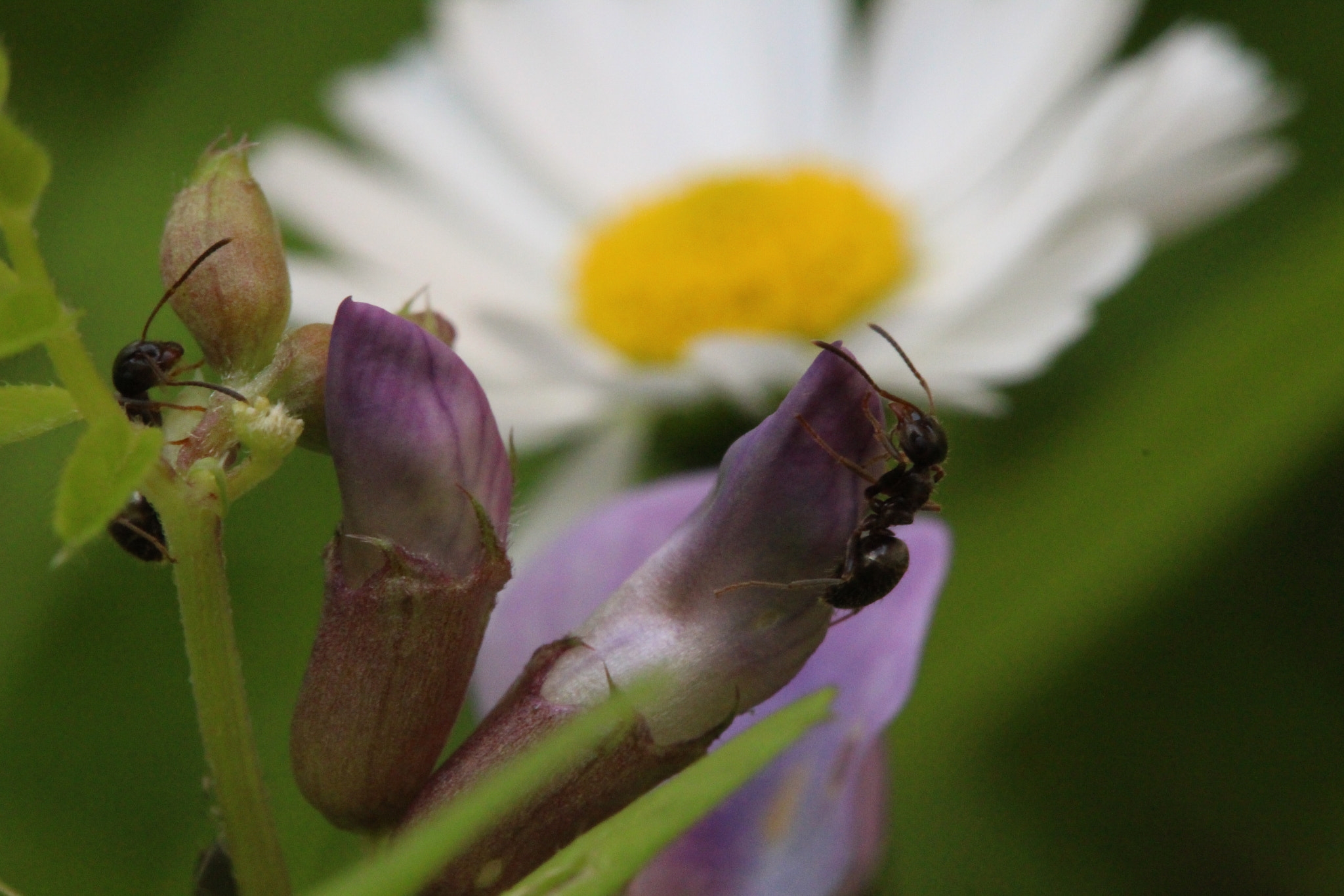 Canon EF-S 60mm F2.8 Macro USM sample photo. Hello little friends photography