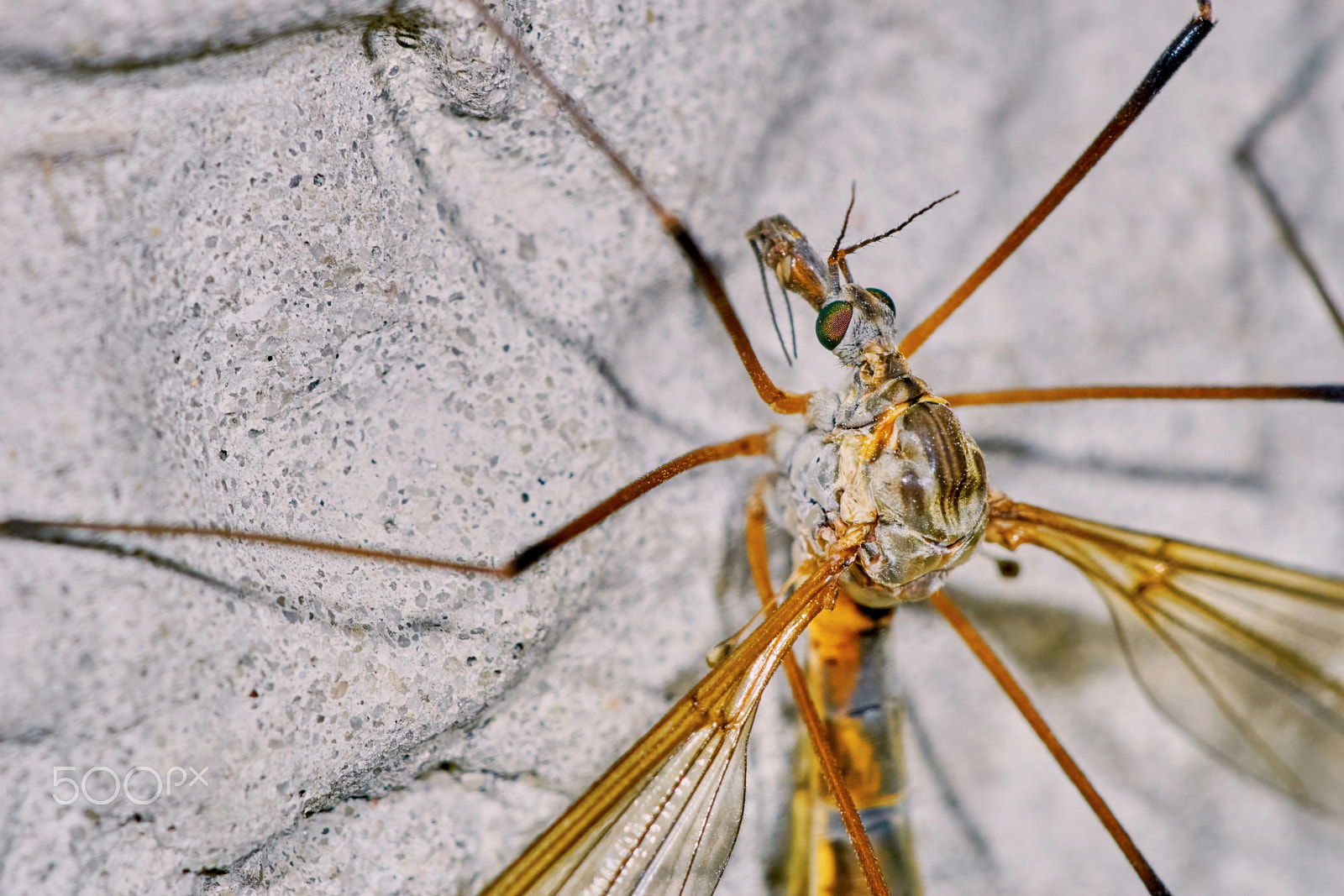 Sony ILCA-77M2 + 150mm F2.8 sample photo. Malarial mosquitoes on the wall photography