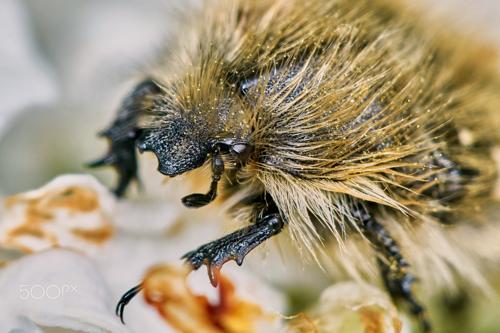 Sony ILCA-77M2 + 150mm F2.8 sample photo. Shaggy chafer photography