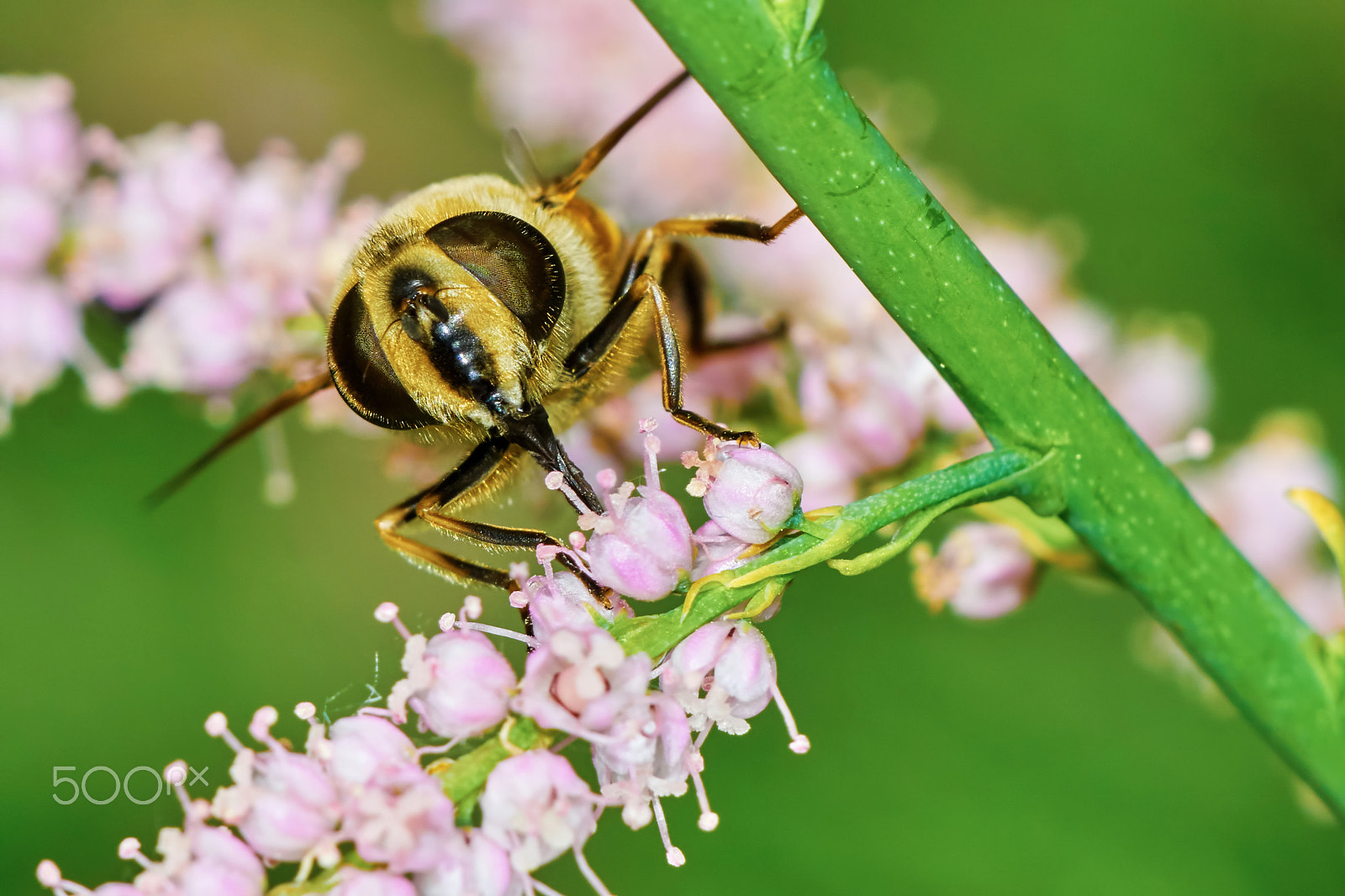 Sony ILCA-77M2 + 150mm F2.8 sample photo. A bee collects nectar photography