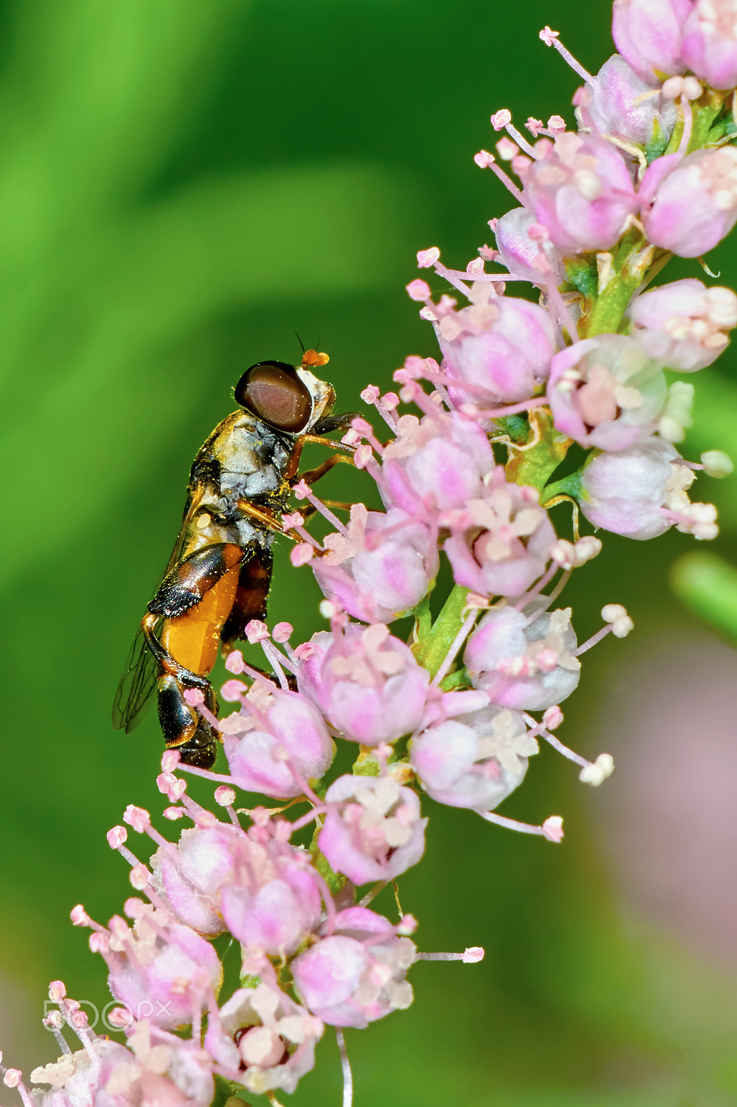 Sony ILCA-77M2 + 150mm F2.8 sample photo. Fly hoverflies on flowering tamarisk photography