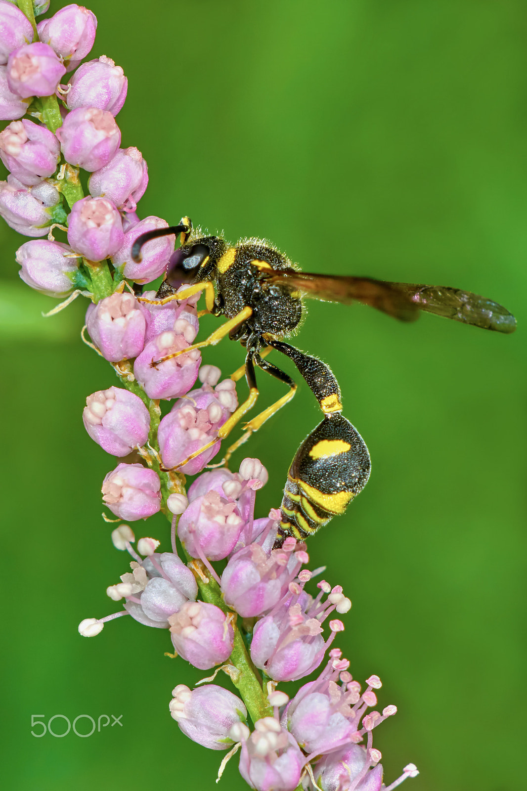 Sony ILCA-77M2 + 150mm F2.8 sample photo. Wasp on flowering tamarisk photography