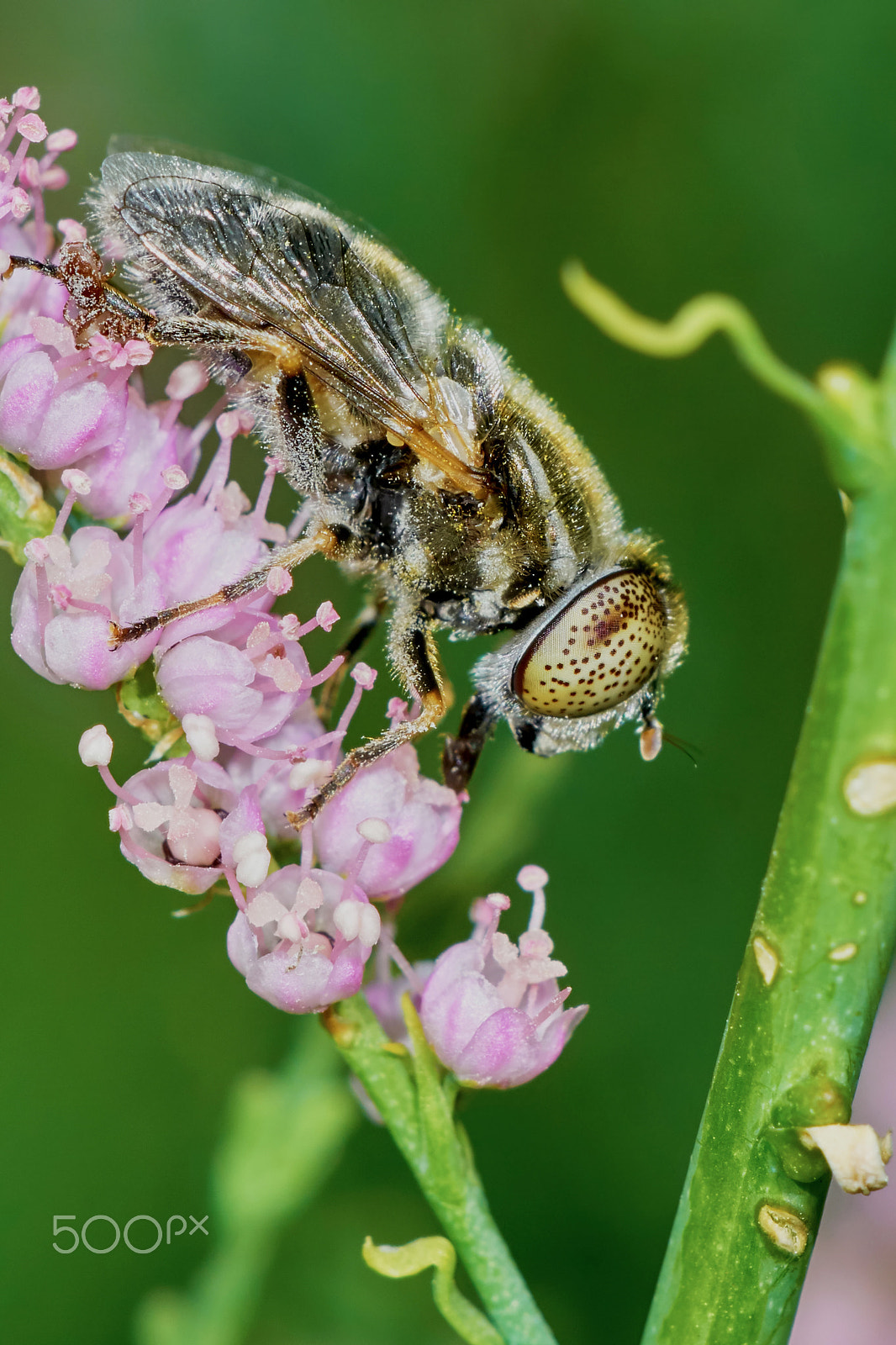 Sony ILCA-77M2 + 150mm F2.8 sample photo. Fly hoverflies on flowering tamarisk photography