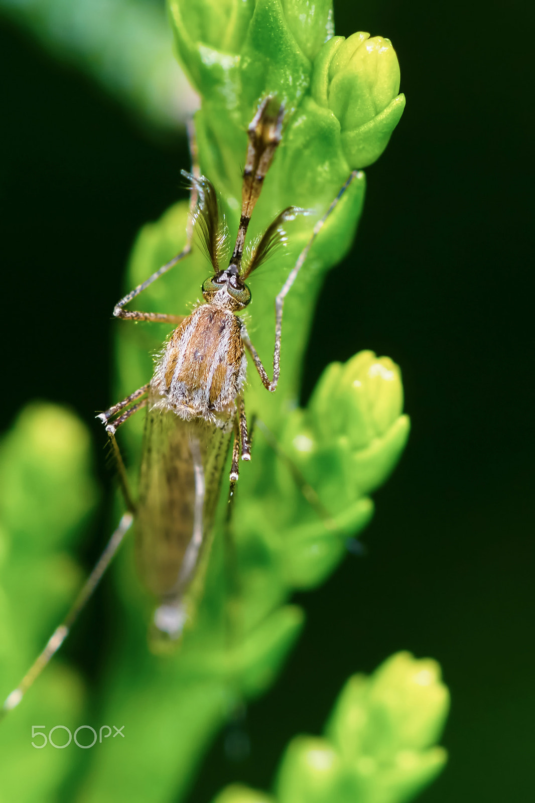 Sony ILCA-77M2 + 150mm F2.8 sample photo. Malarial mosquitoes on the juniper branch photography