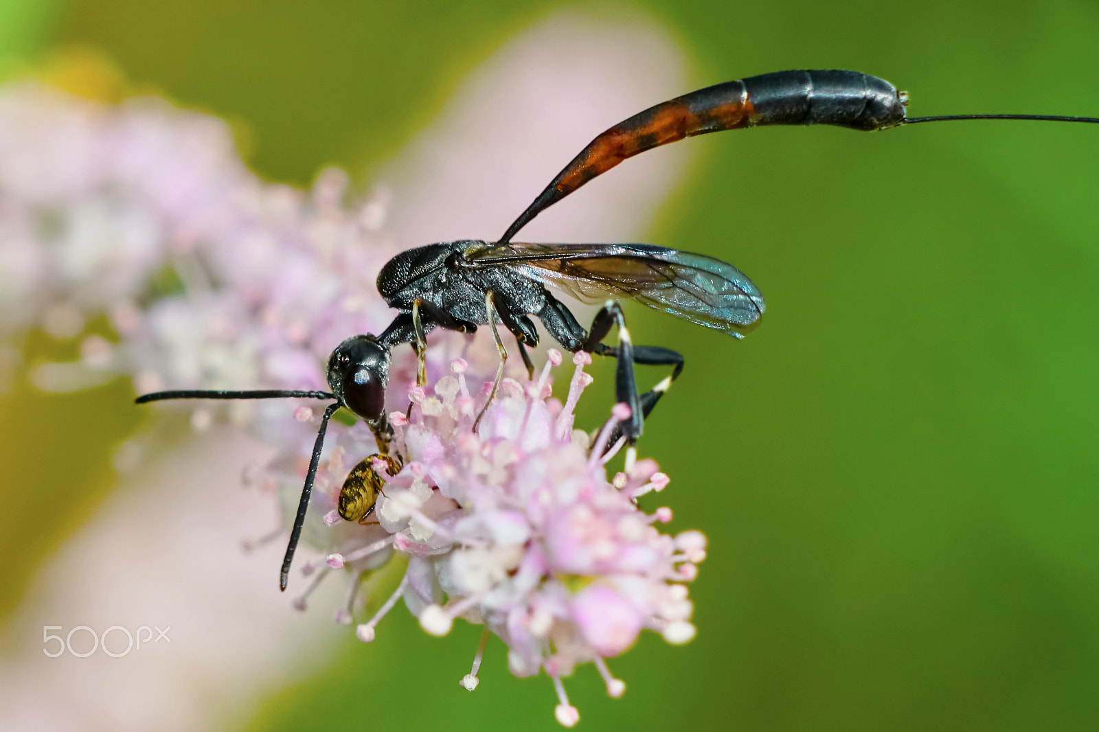 Sony ILCA-77M2 + 150mm F2.8 sample photo. Gasteruptiidae wasp  on flowering tamarisk photography