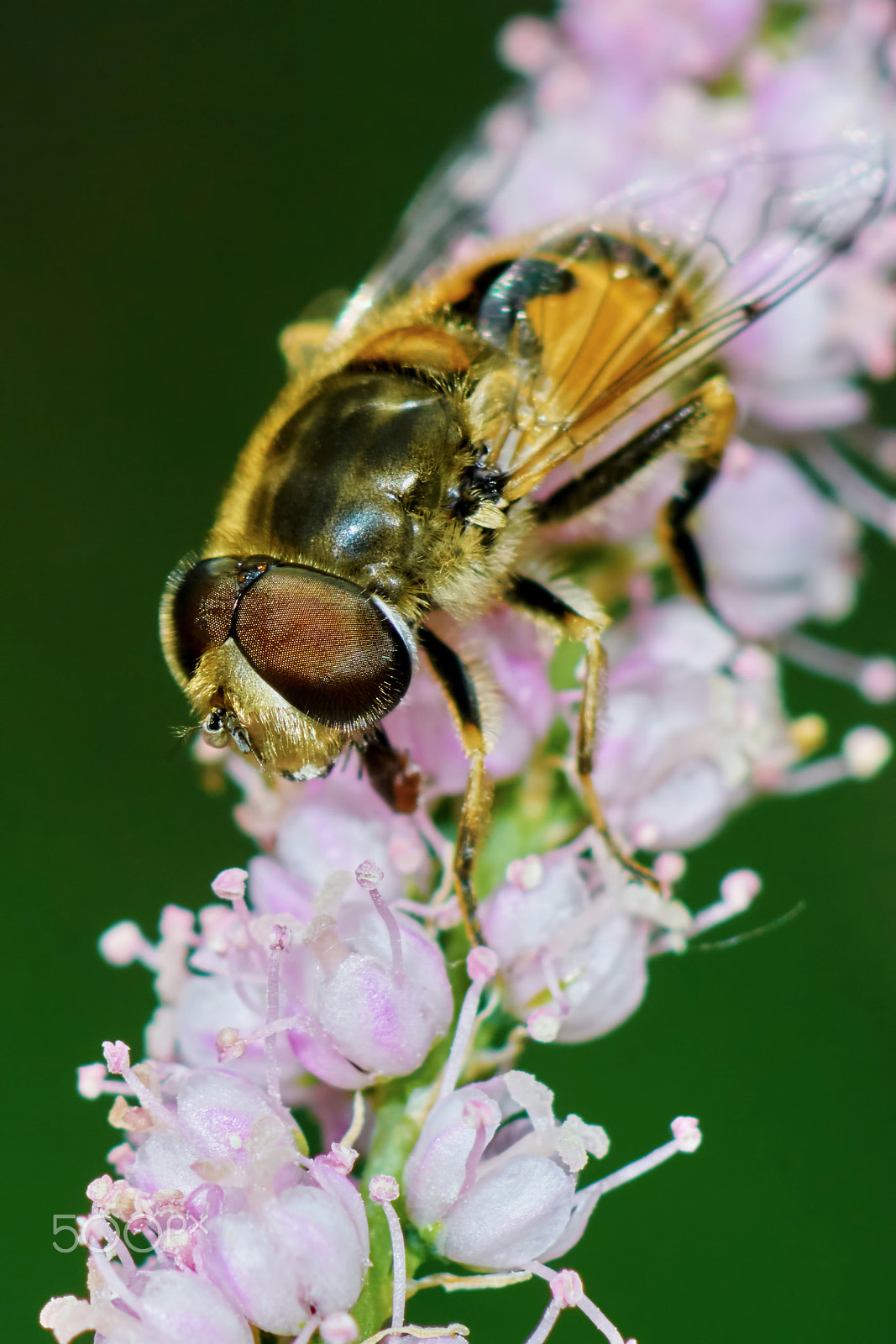 Sony ILCA-77M2 + Tamron SP AF 90mm F2.8 Di Macro sample photo. Bee resting photography