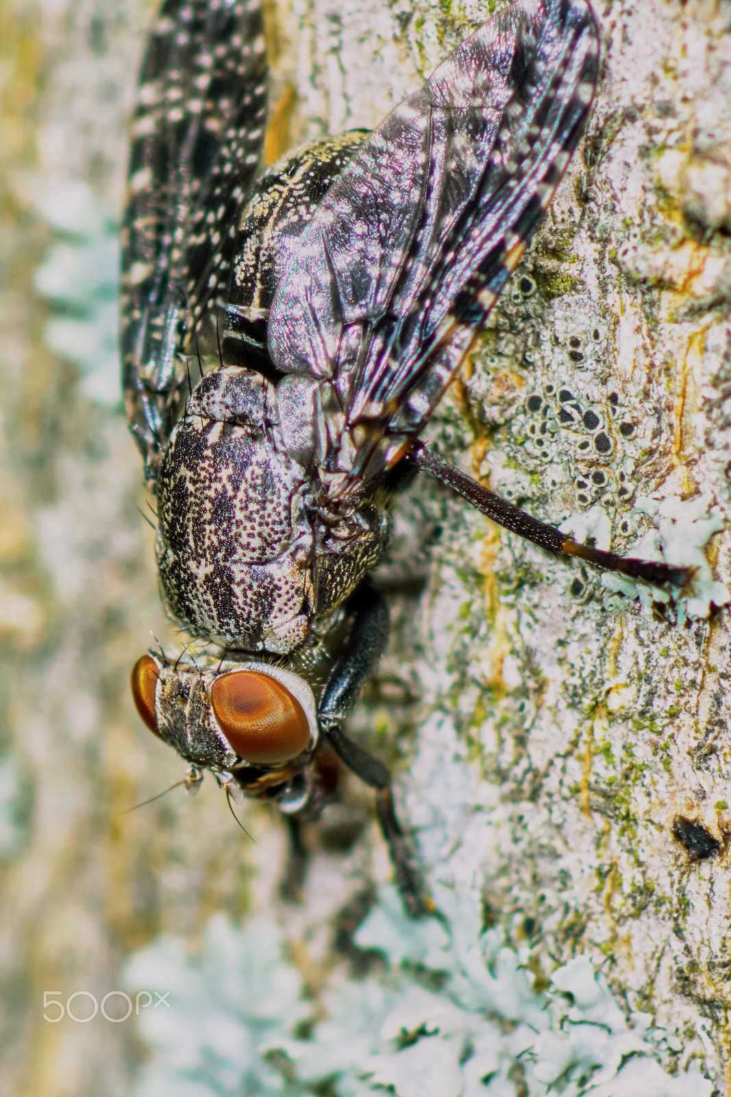 Sony ILCA-77M2 + Tamron SP AF 90mm F2.8 Di Macro sample photo. Interesting fly spotted photography