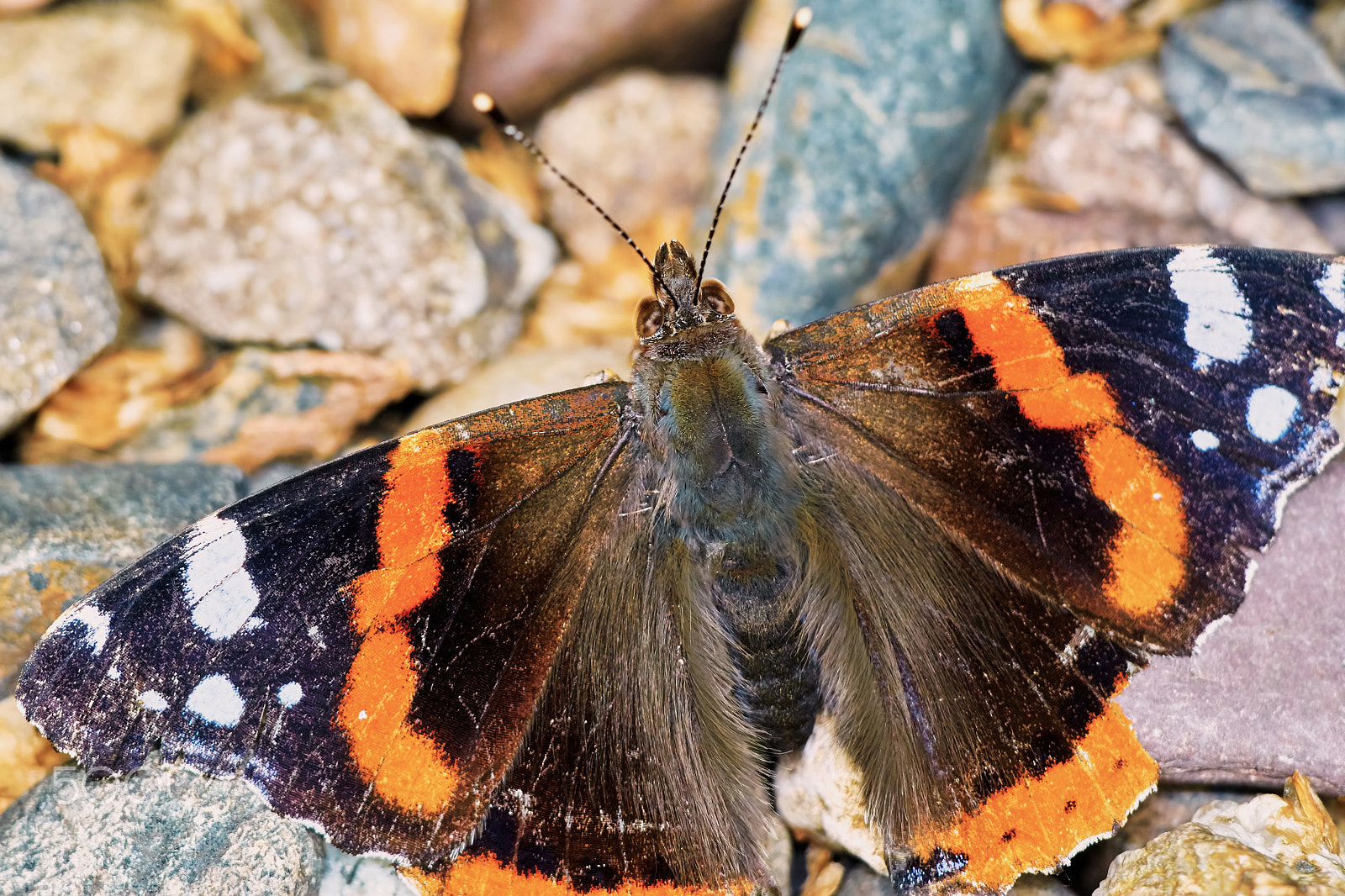 Sony ILCA-77M2 + 150mm F2.8 sample photo. Admiral (vanessa atalanta) in the garden photography