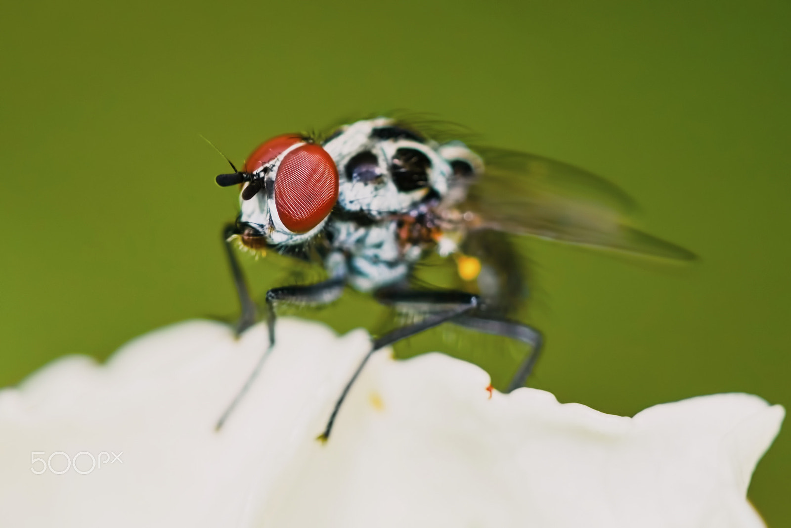 Sony ILCA-77M2 + 150mm F2.8 sample photo. Interesting fly in spots photography