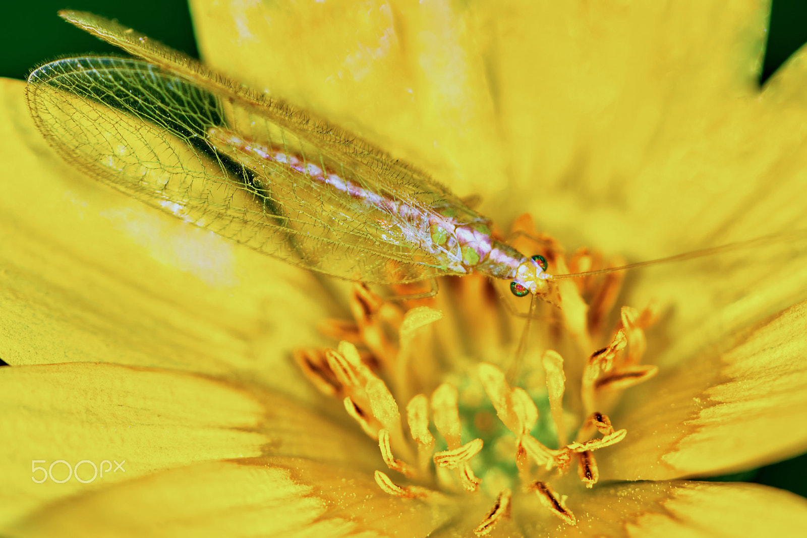150mm F2.8 sample photo. Lacewing on a marsh marigold photography