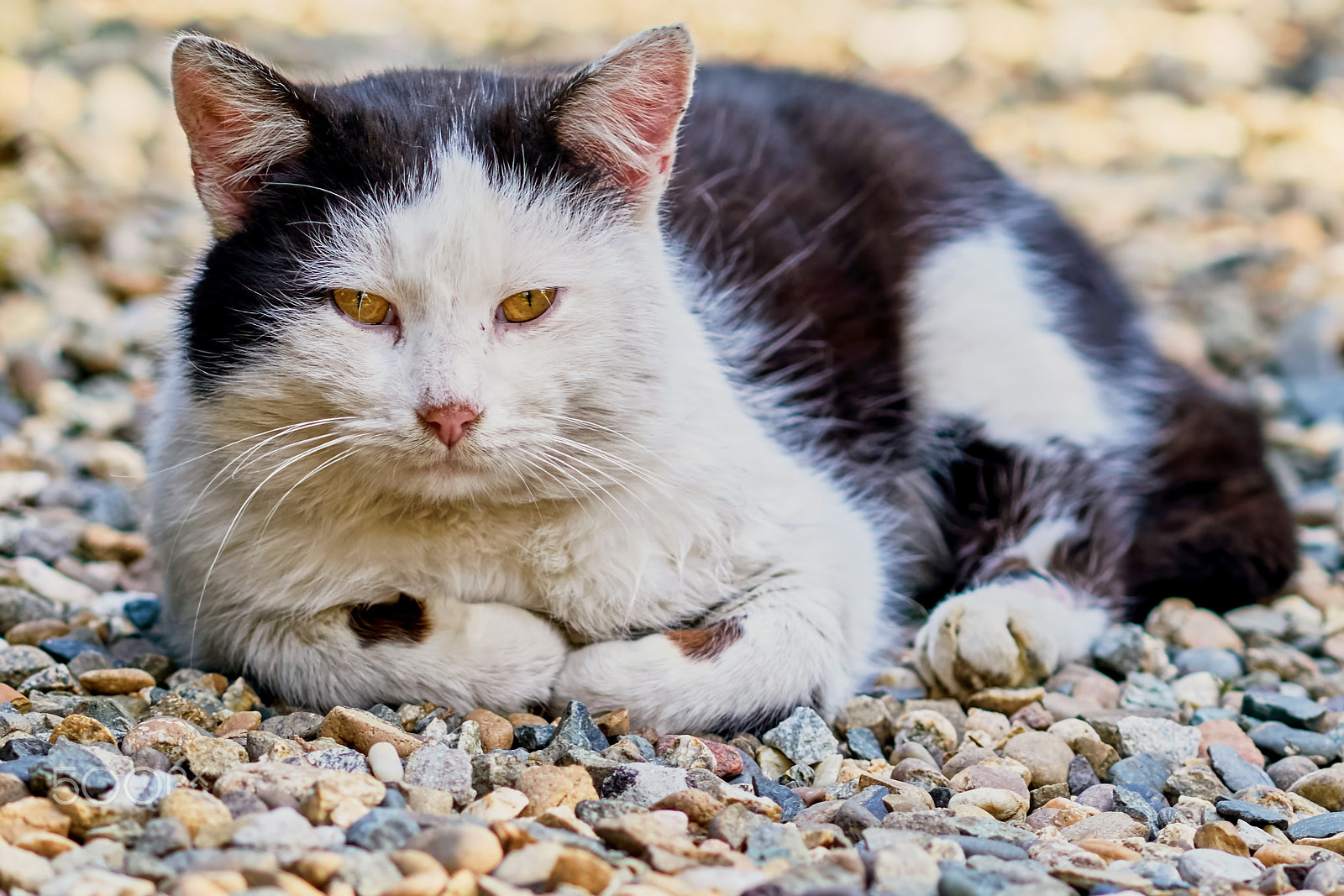 Sony Sonnar T* 135mm F1.8 ZA sample photo. The cat lies on a track in the garden photography