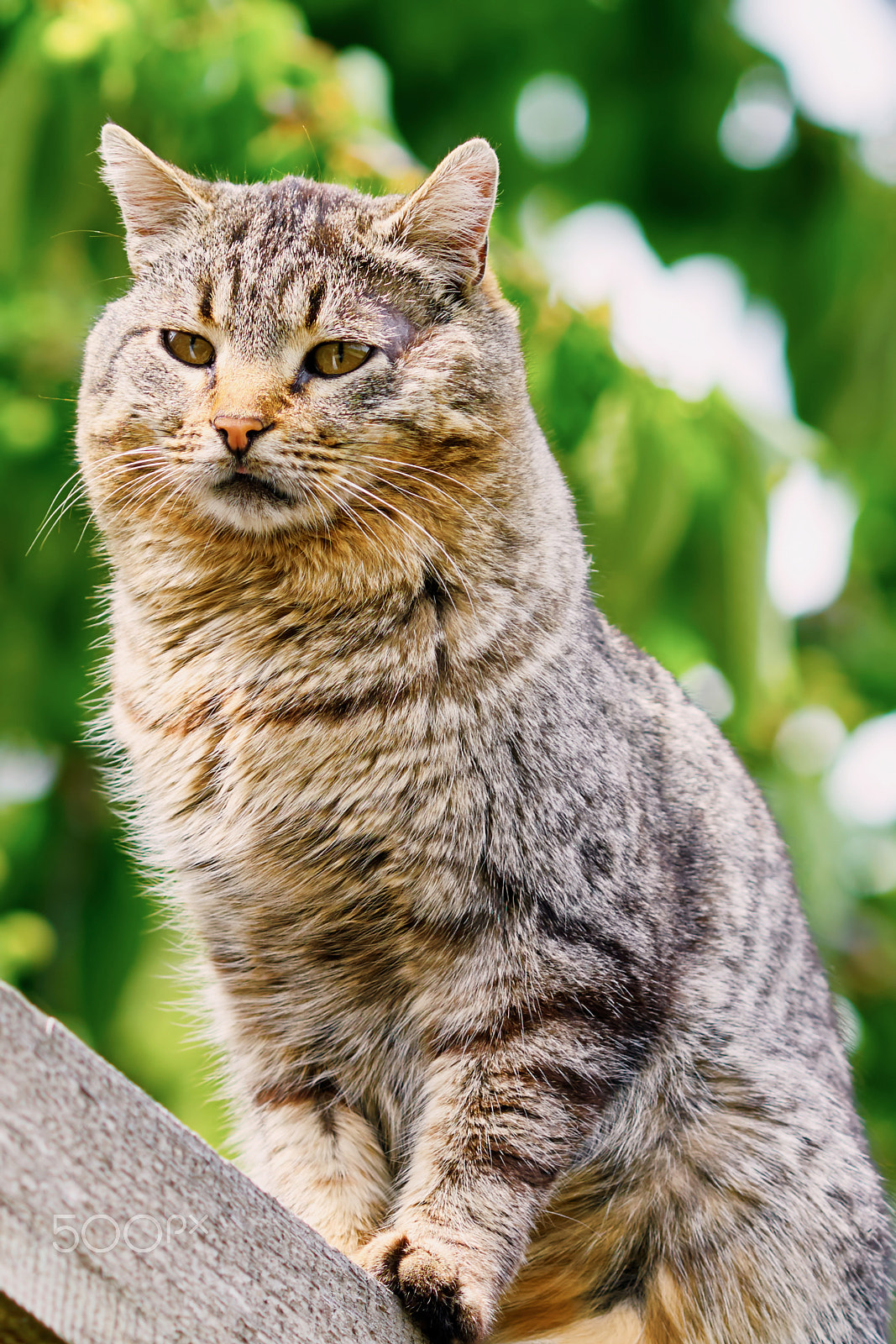 Sony Sonnar T* 135mm F1.8 ZA sample photo. Portrait of a cat photography