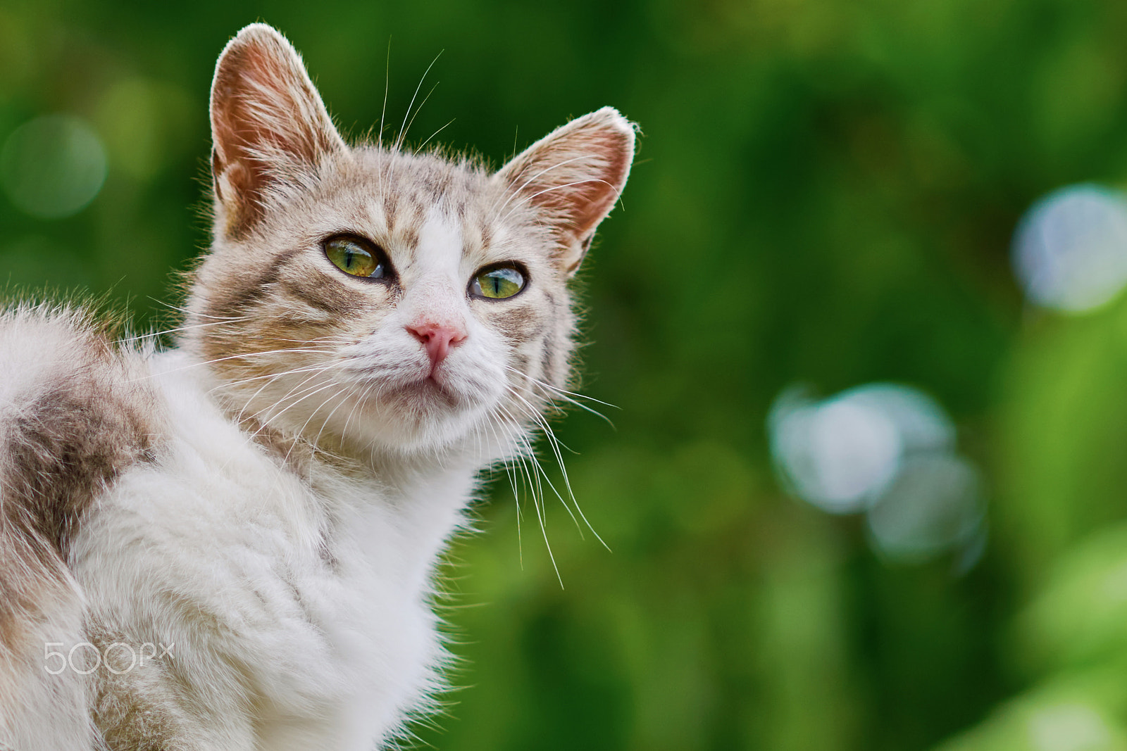 Sony Sonnar T* 135mm F1.8 ZA sample photo. Portrait of a cat (female) photography