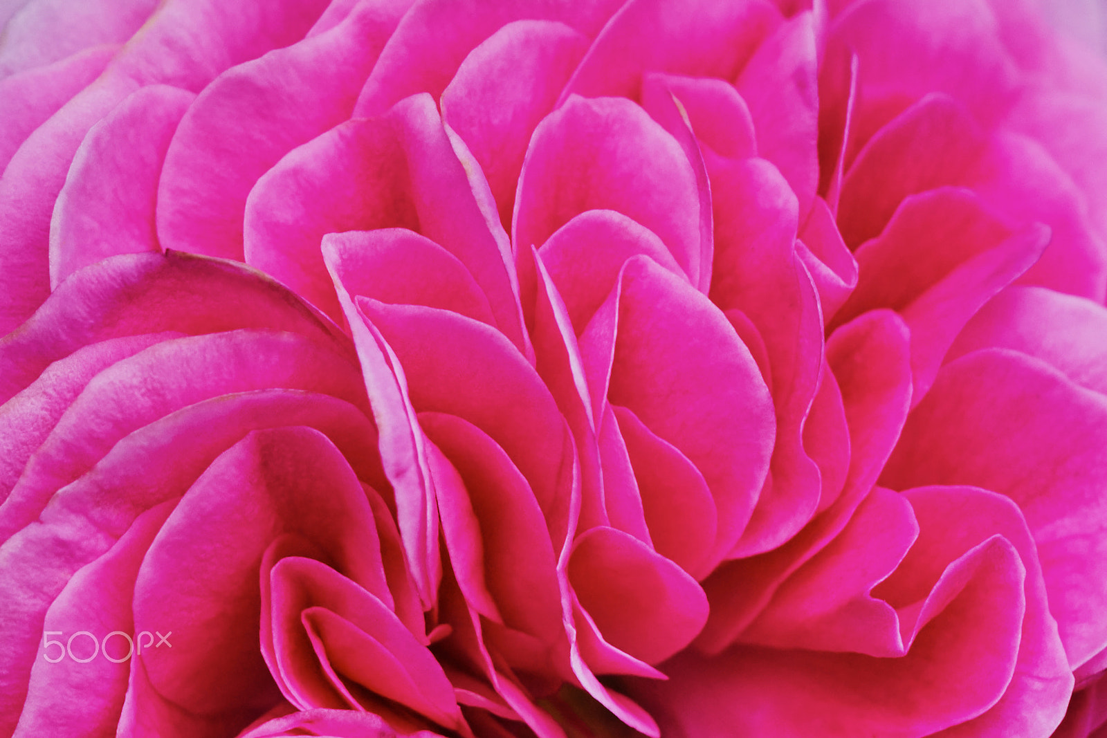 150mm F2.8 sample photo. Petals pink tea rose photography