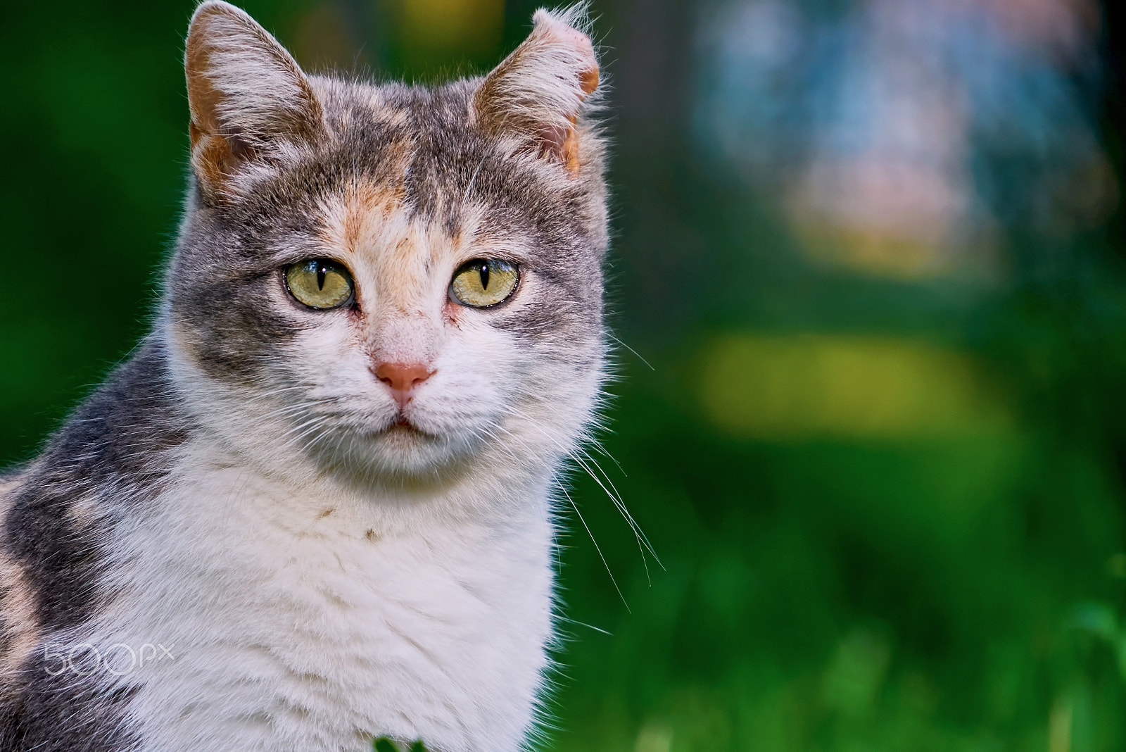 Sony E PZ 18-200mm F3.5-6.3 OSS sample photo. Portrait of a cat photography