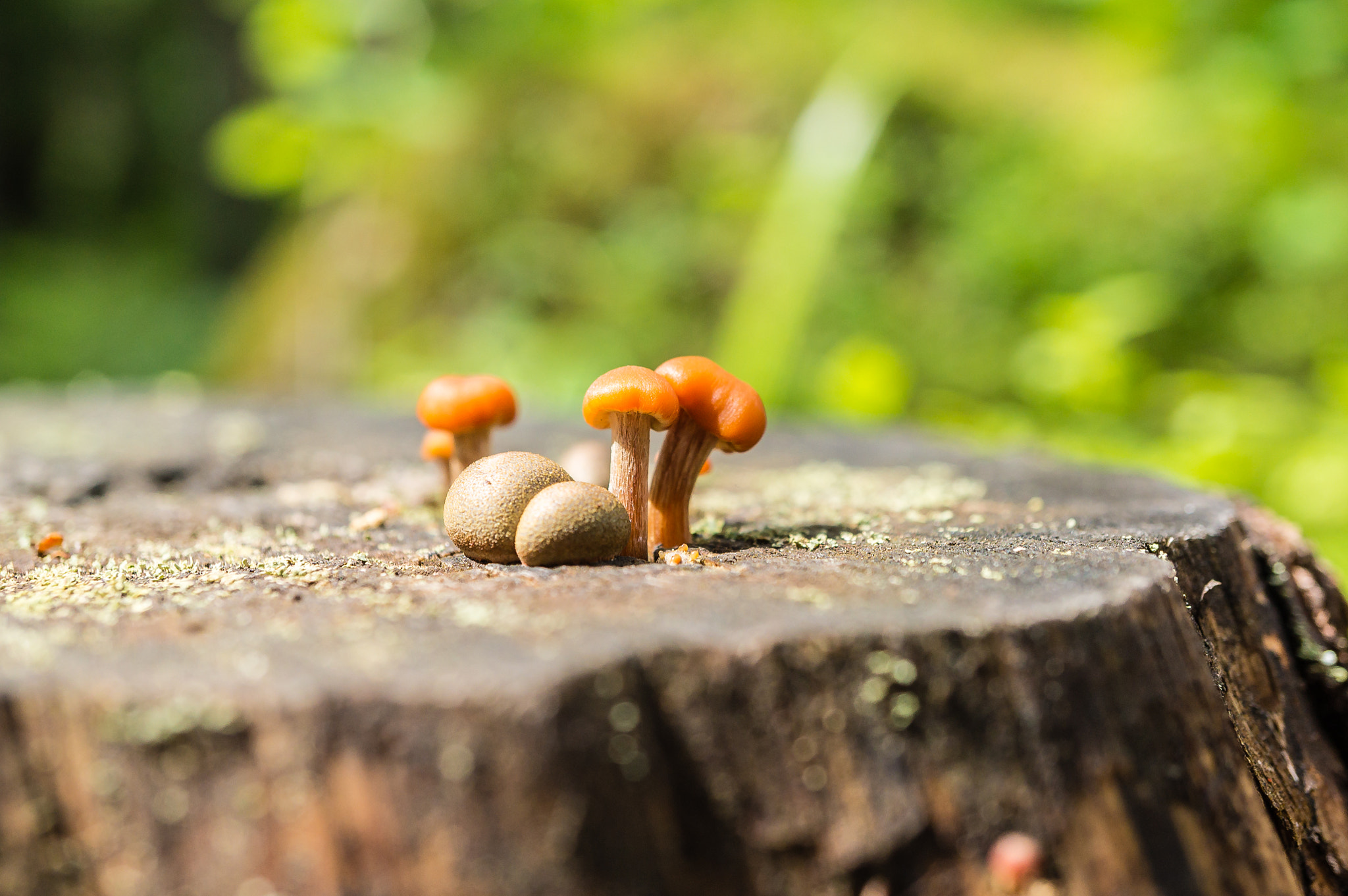 Sony Alpha NEX-3N + Sony E 30mm F3.5 Macro sample photo. Tiny mushrooms photography