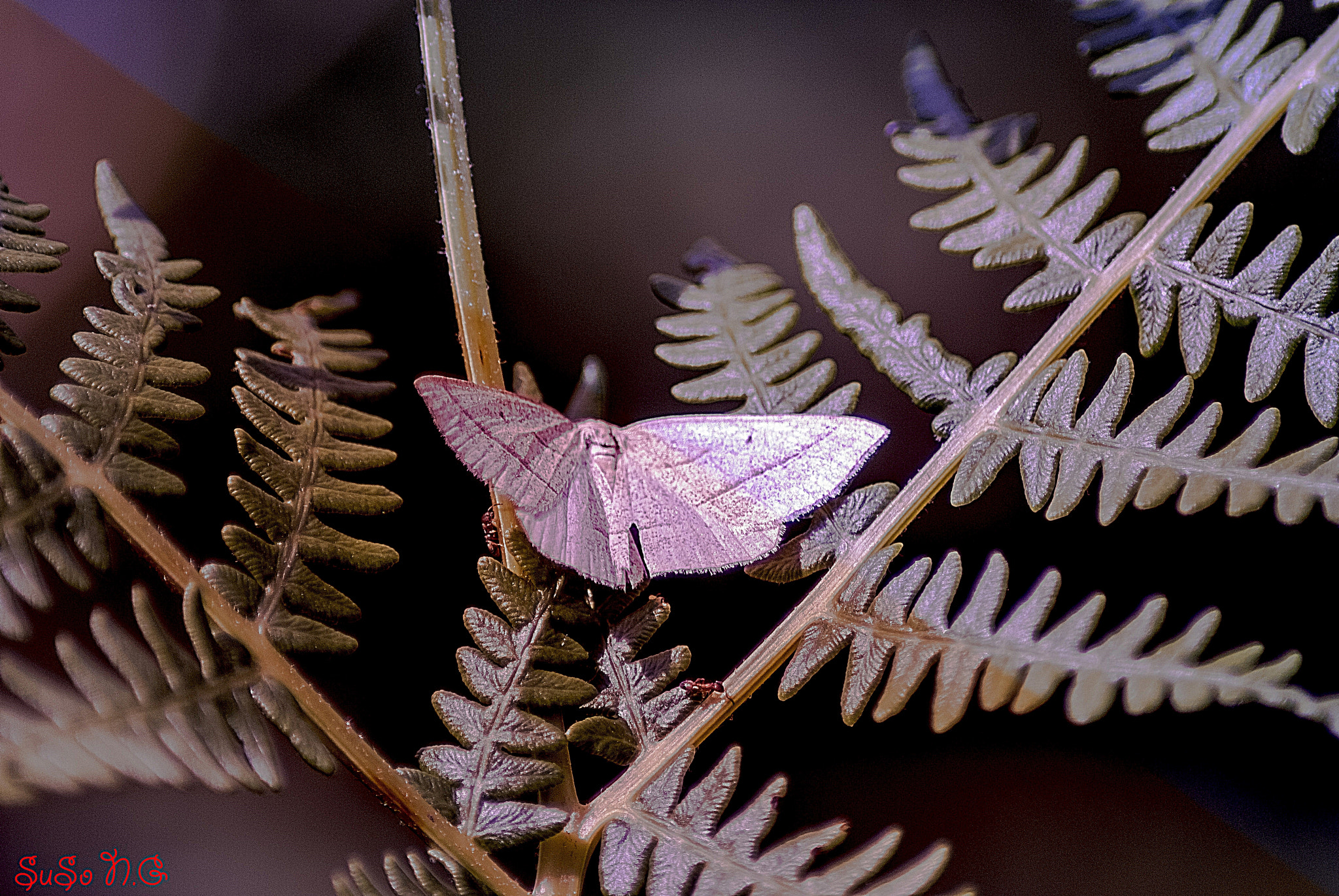 Nikon D3000 + Sigma 50-150mm F2.8 EX APO DC HSM II + 1.4x sample photo. Natu photography