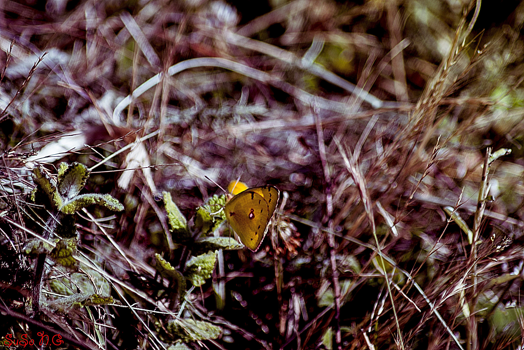 Nikon D3000 sample photo. Natu photography