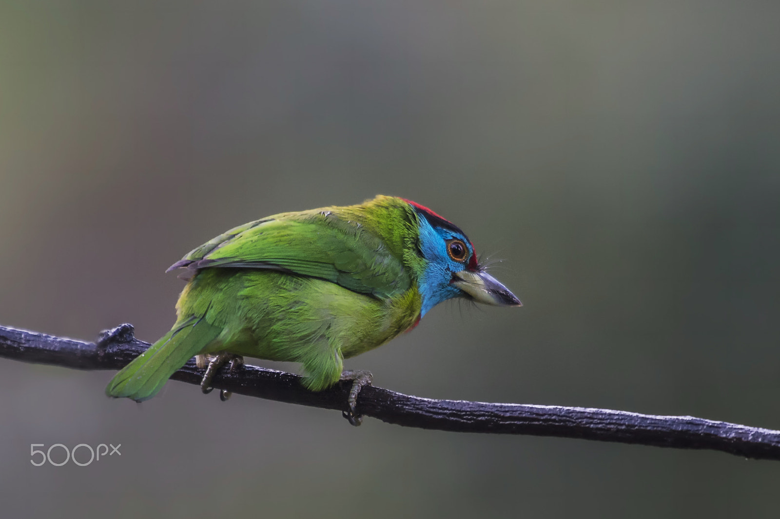 Nikon D4 sample photo. Blue throated barbet photography