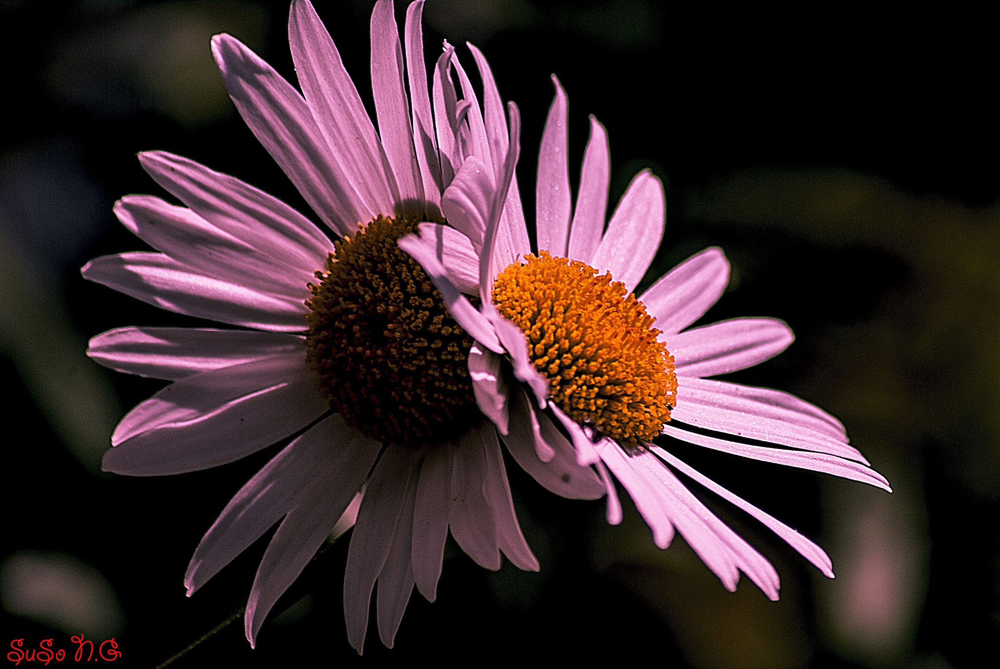Nikon D3000 sample photo. Natu photography