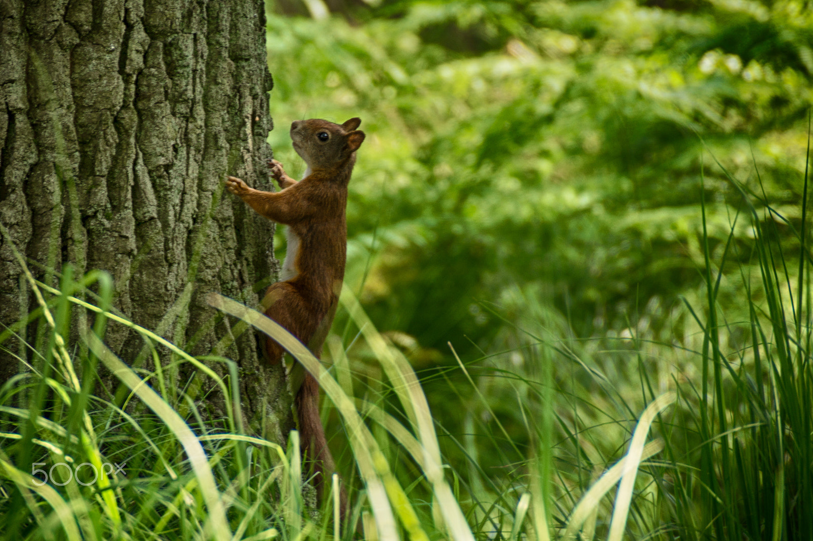 Sony DT 18-250mm F3.5-6.3 sample photo. Wi photography