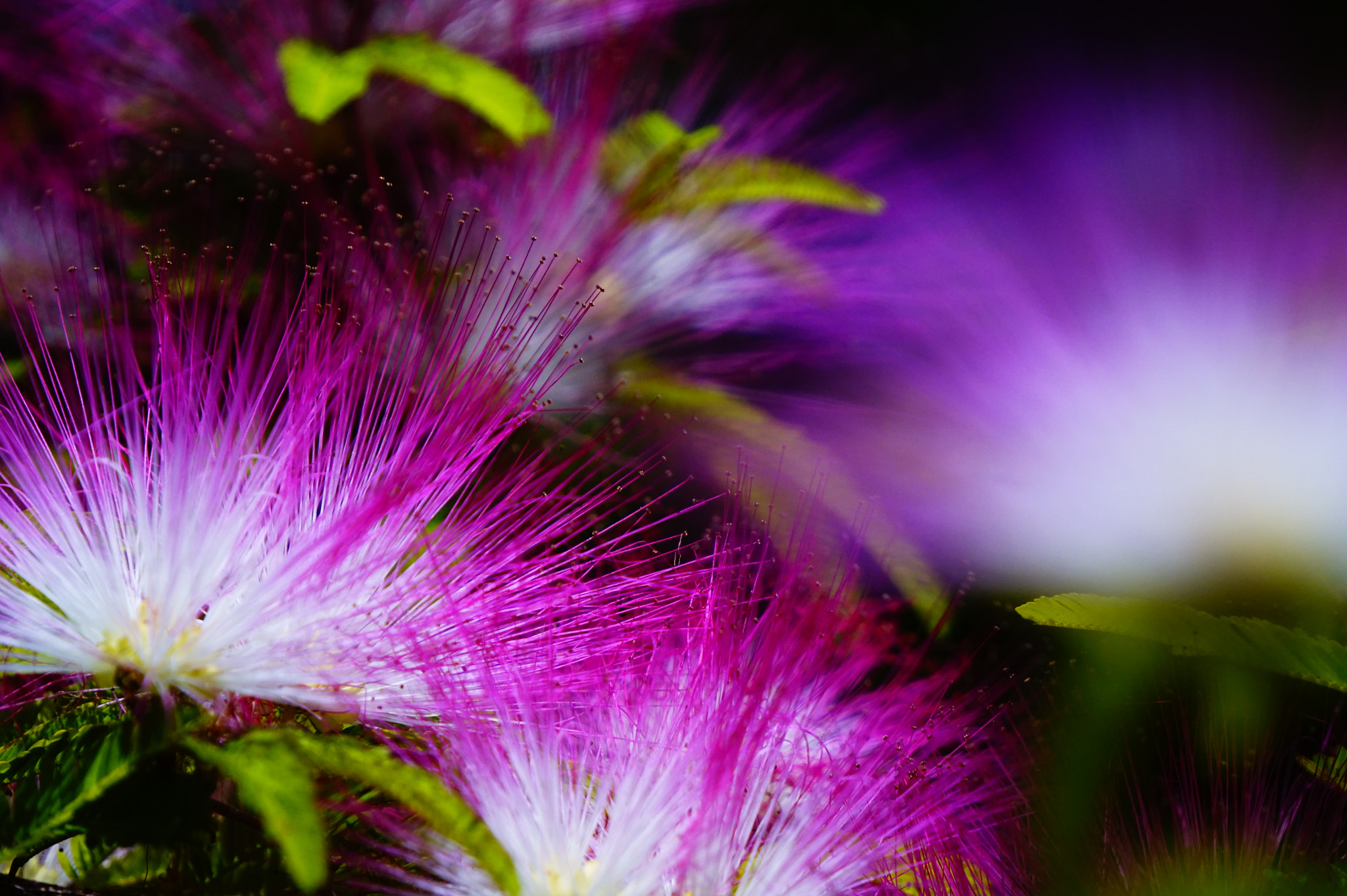 Sony E 55-210mm F4.5-6.3 OSS sample photo. ネムの花。 photography
